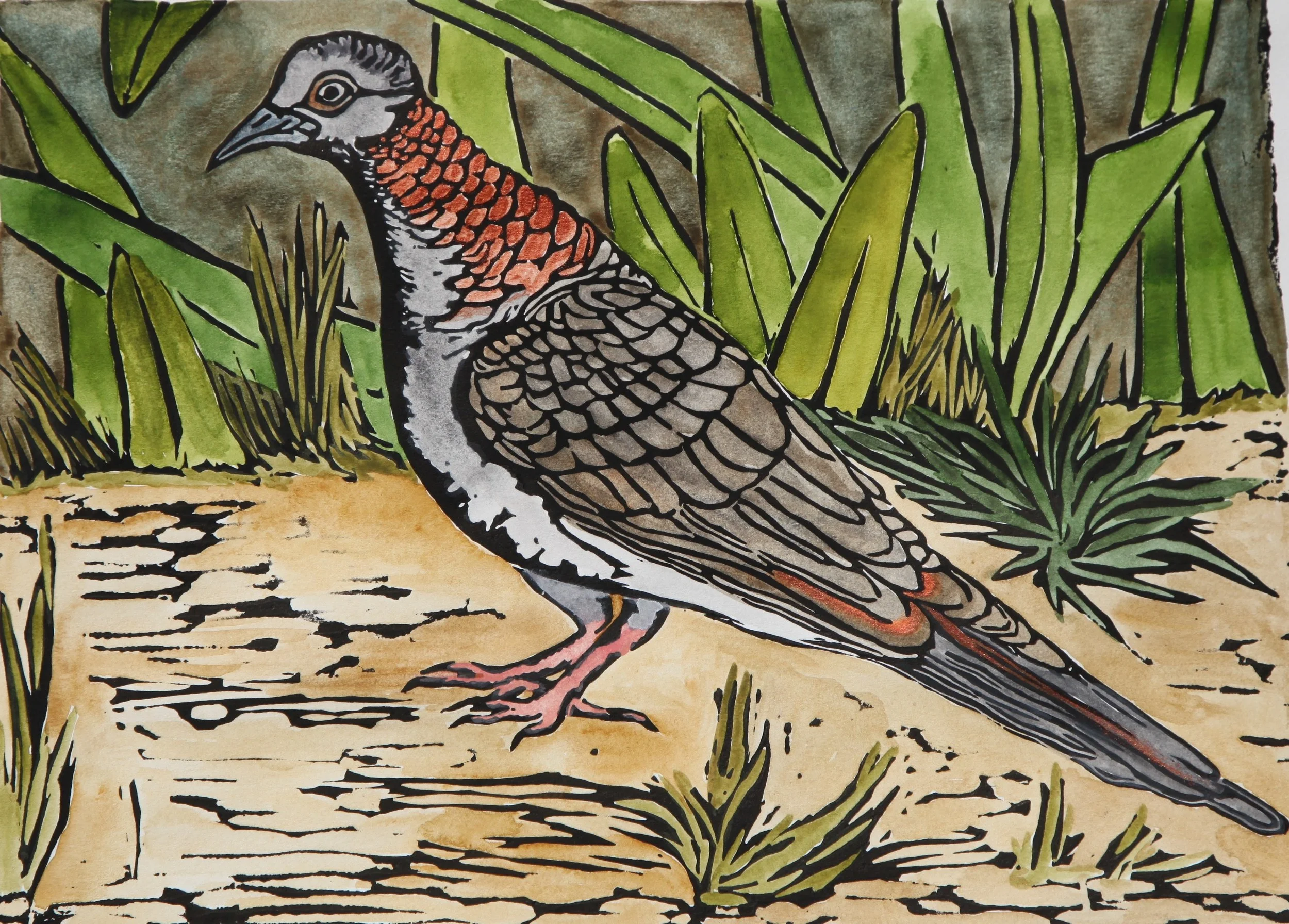 "Bar Shouldered Dove in the Garden"  2014