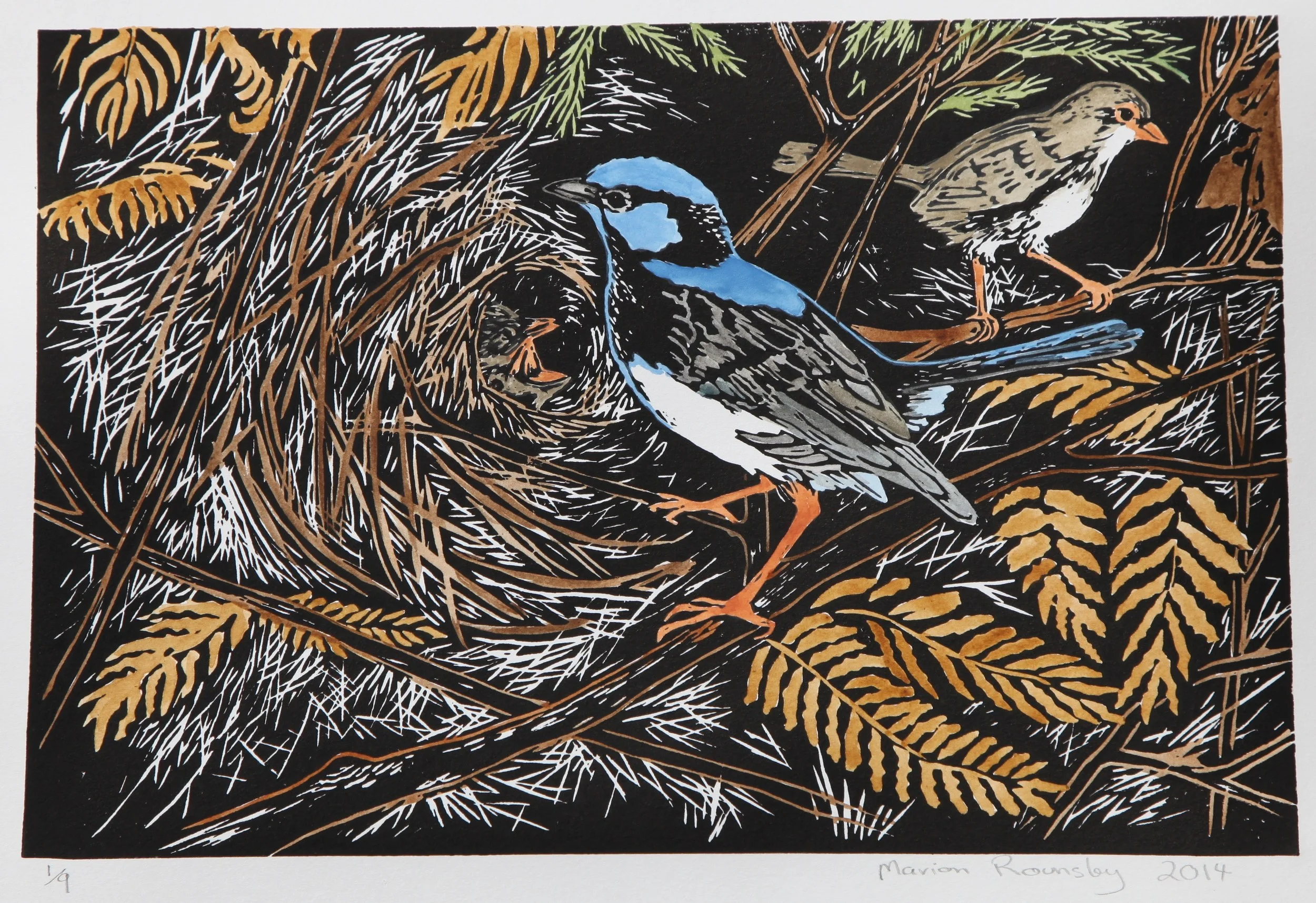 "Blue Wrens Nesting"  2014