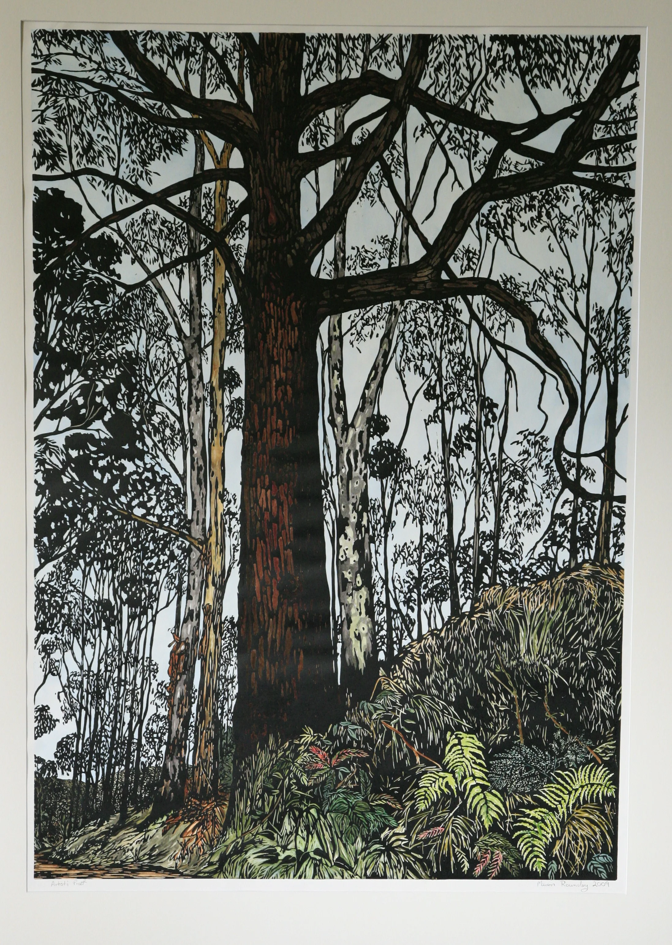 "Glen Road Tallow-wood in Colour"  2009