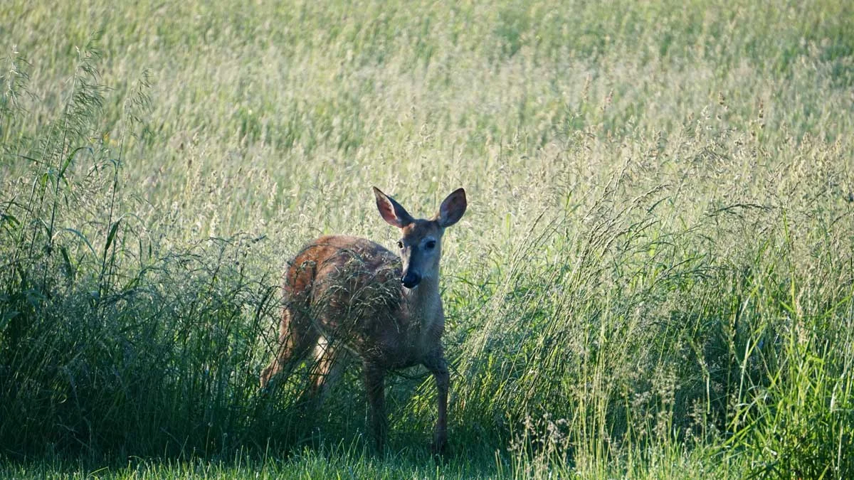 Hay Deer at Dawn