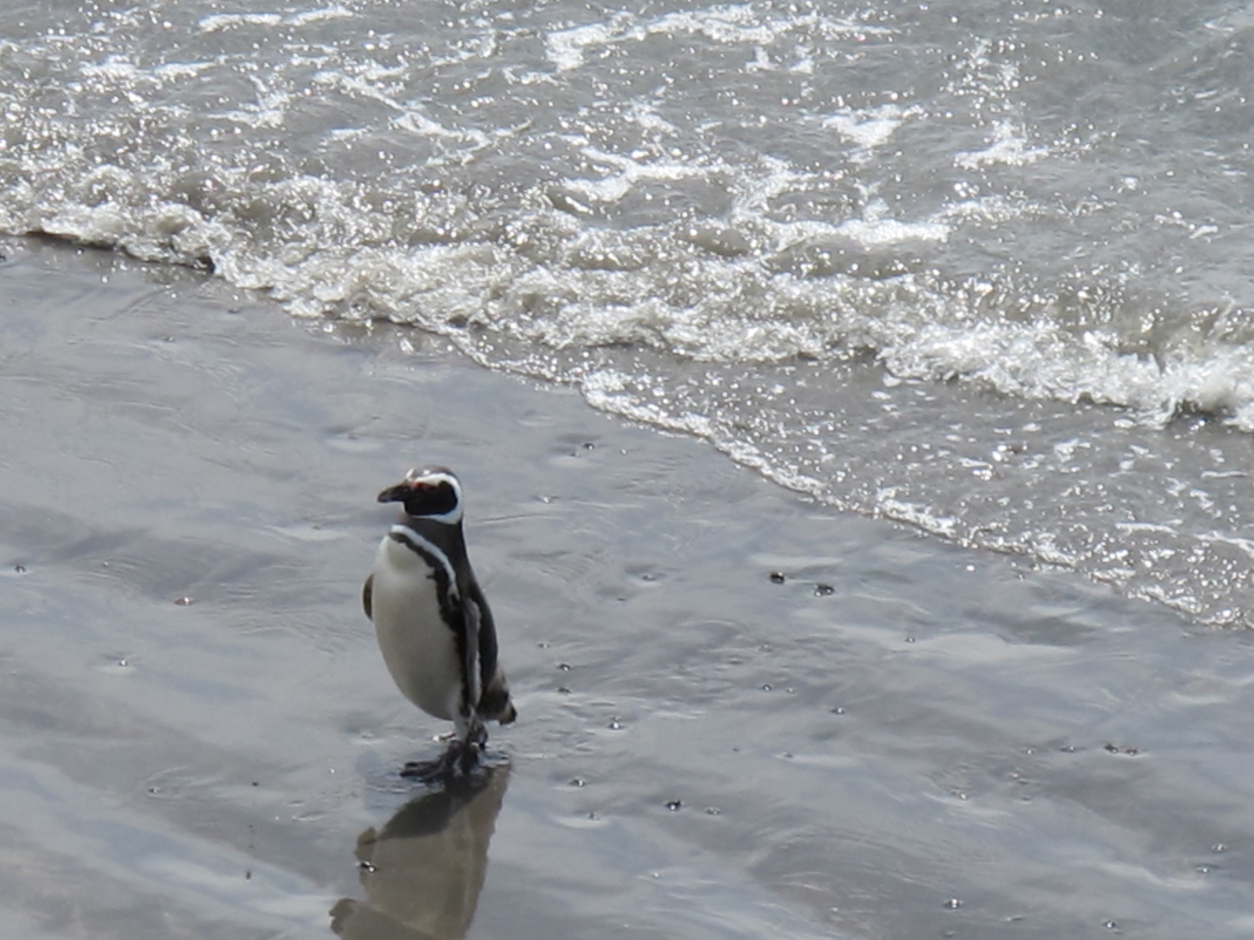 Little Magellans Pingüino at Punta Tombo