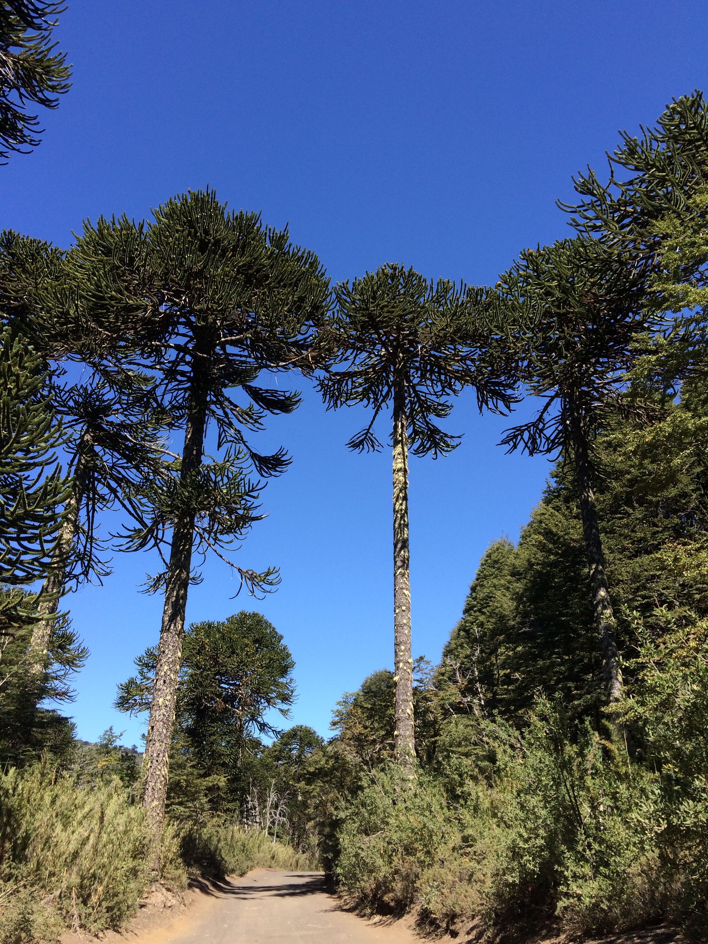Monkey trees, Conguillio National Park, Chile