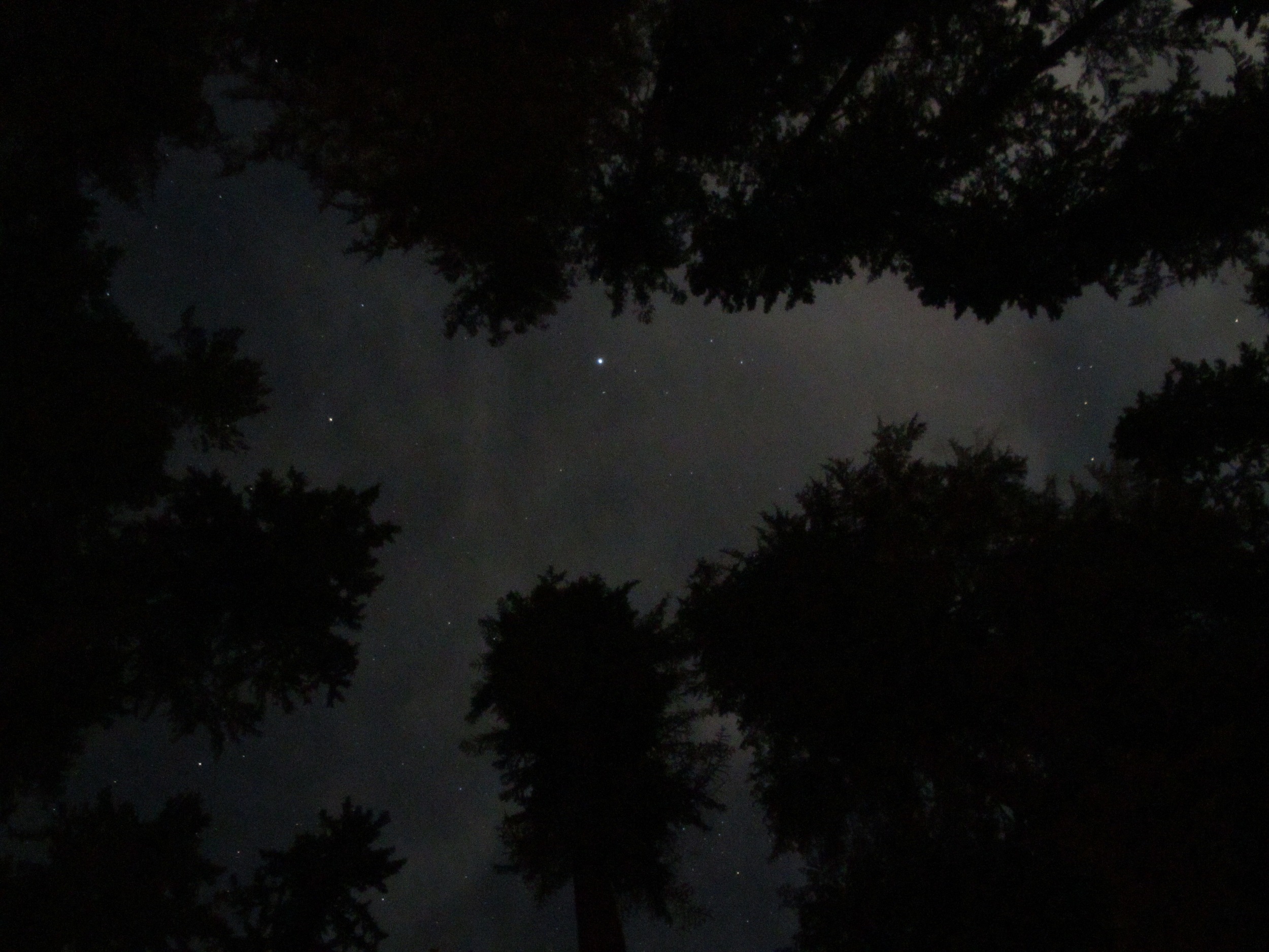 Looking up through the canopy at night