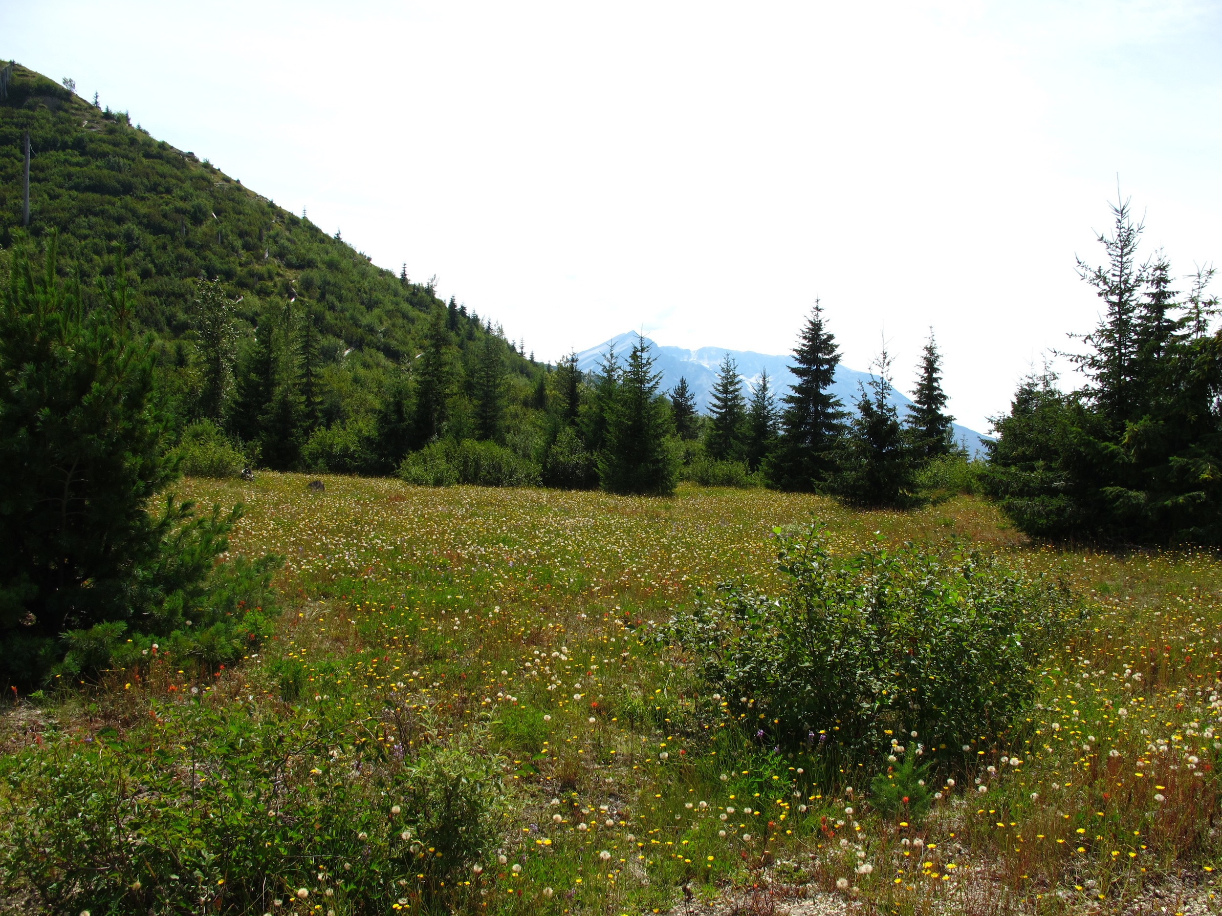 Wildflowers in abundance though