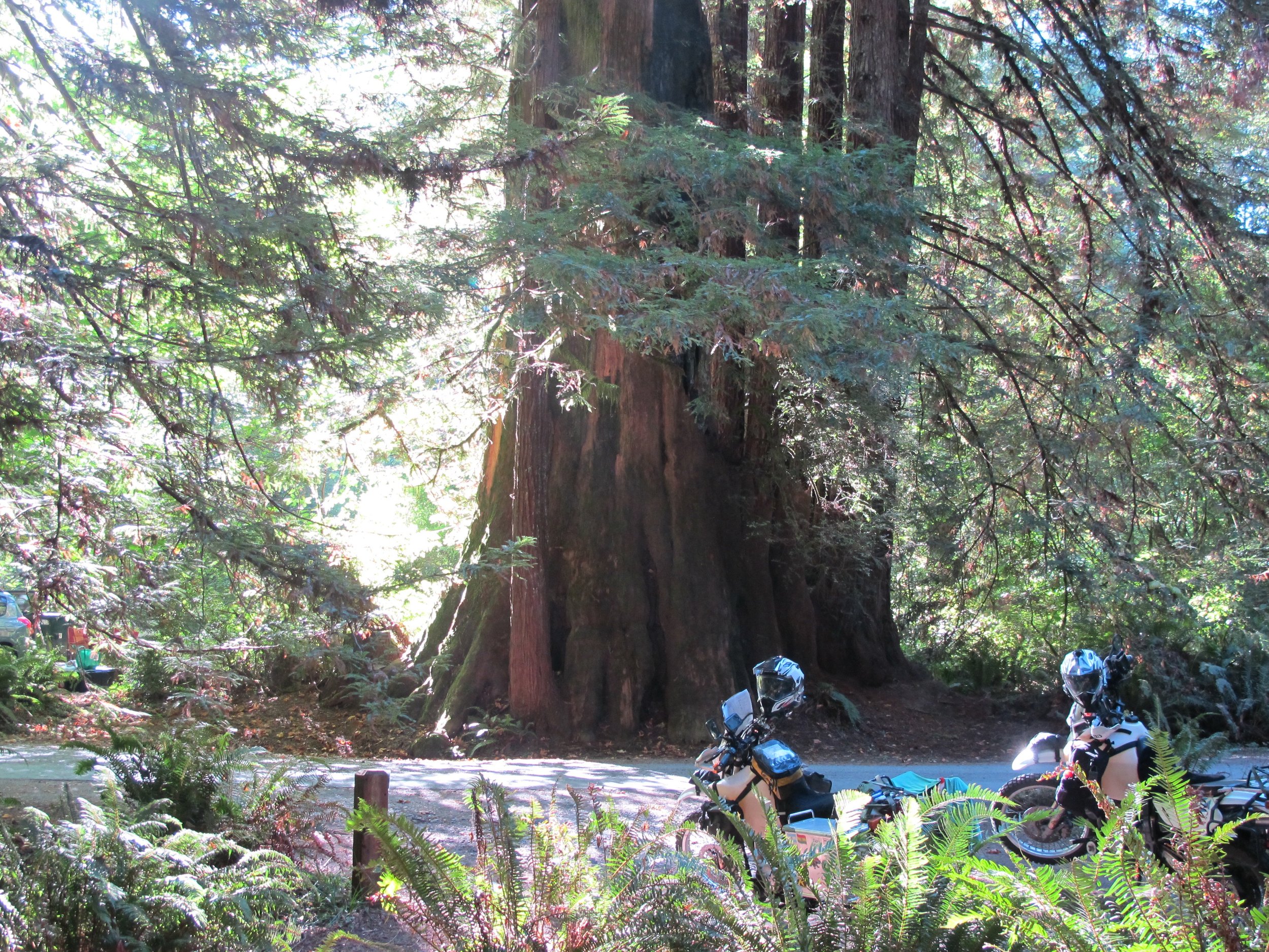 A beautiful Redwood.