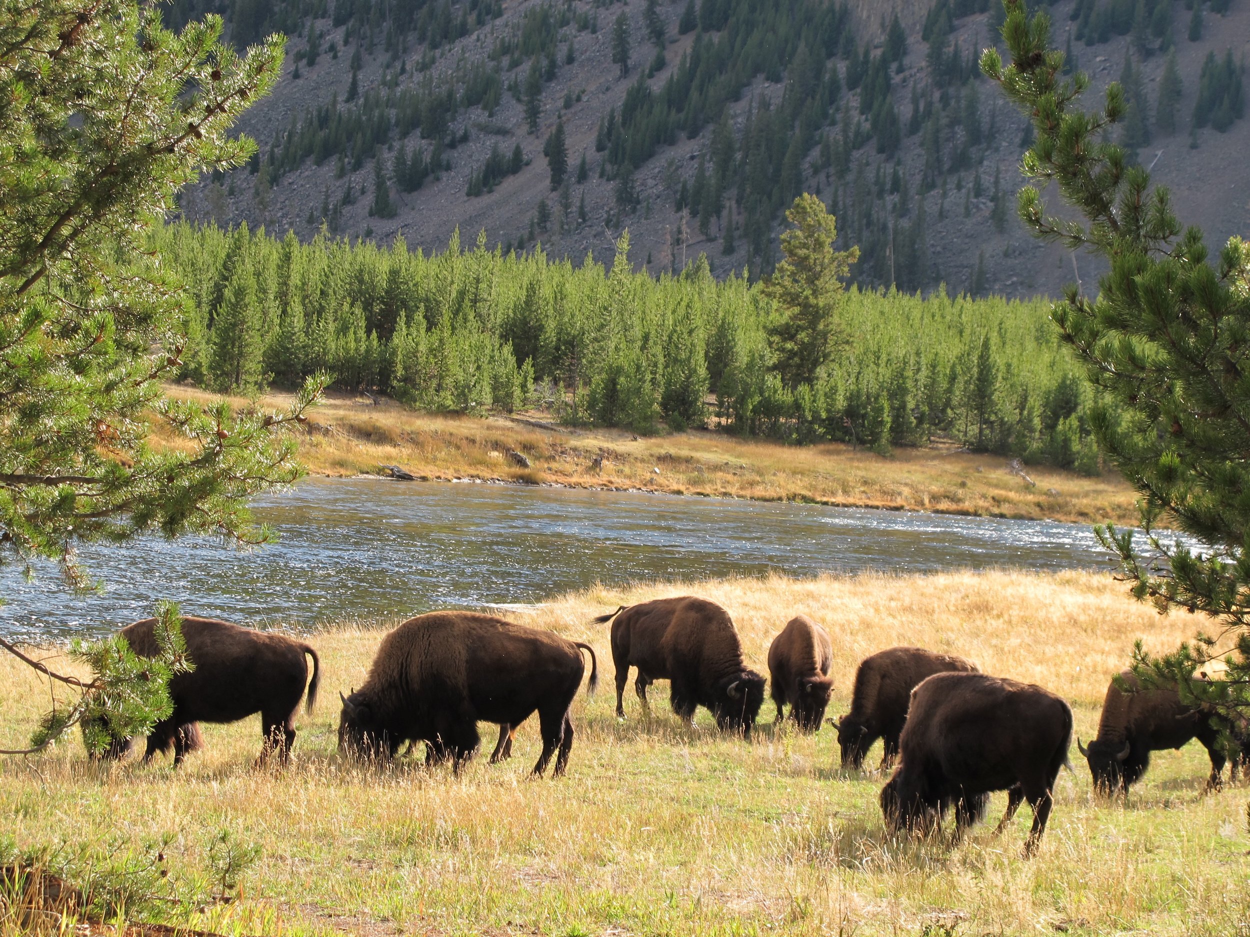 Bison - yummmmmmm.