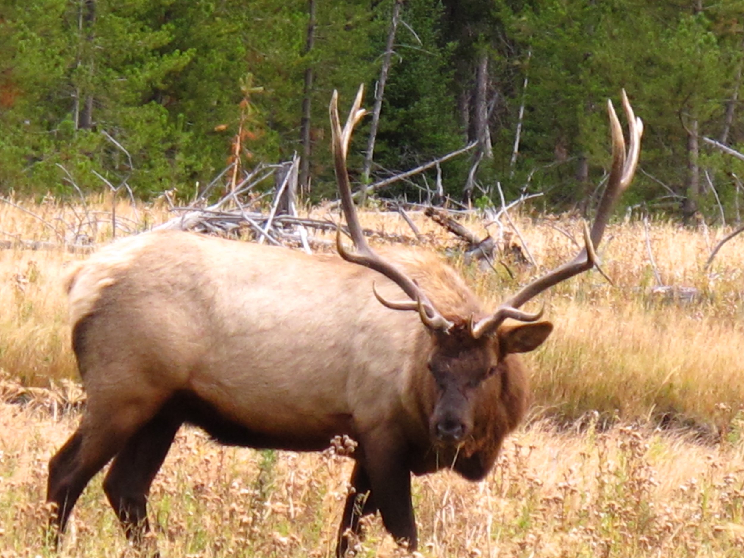 Elk