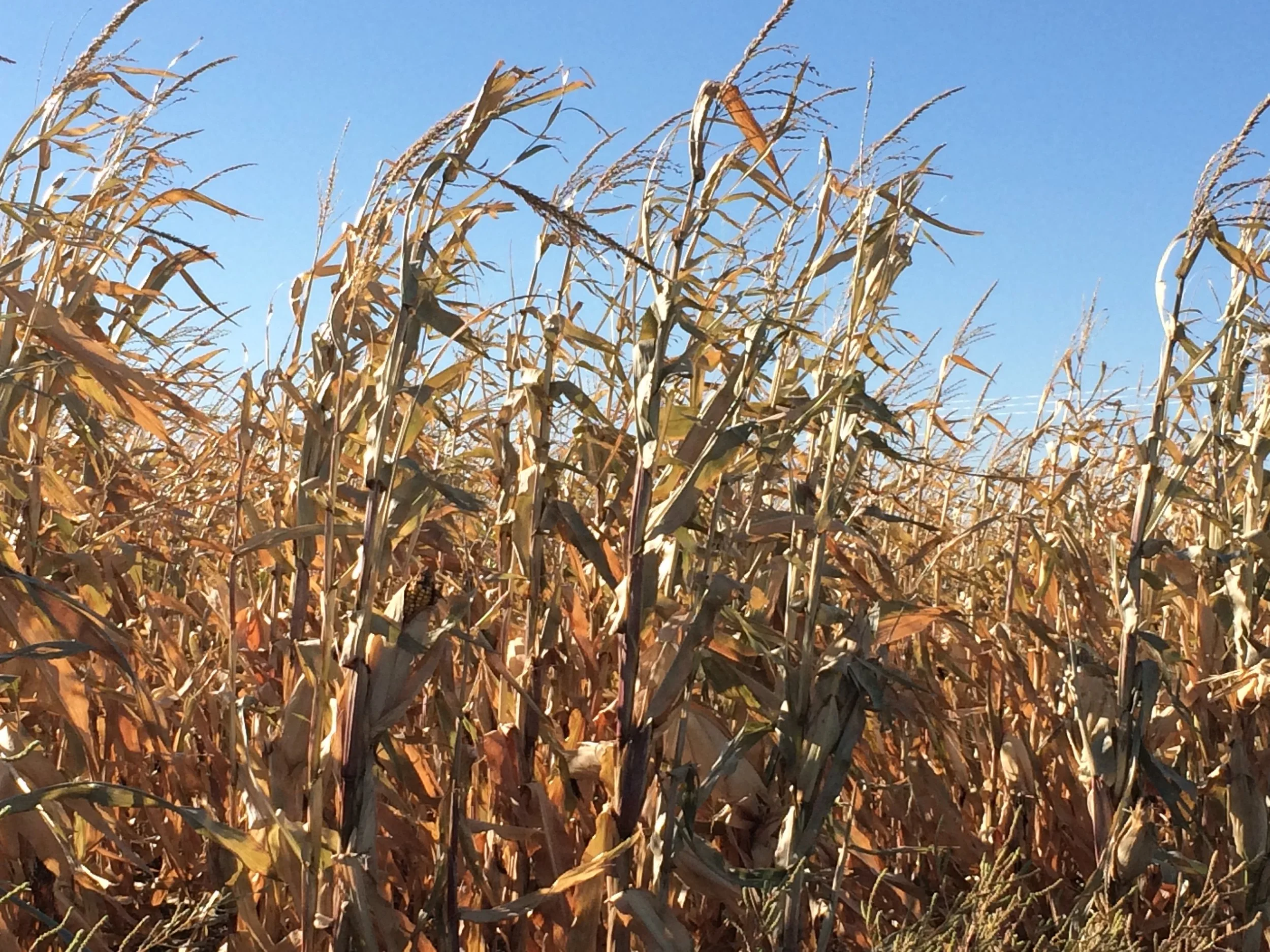 Corn Fields across the Prairies