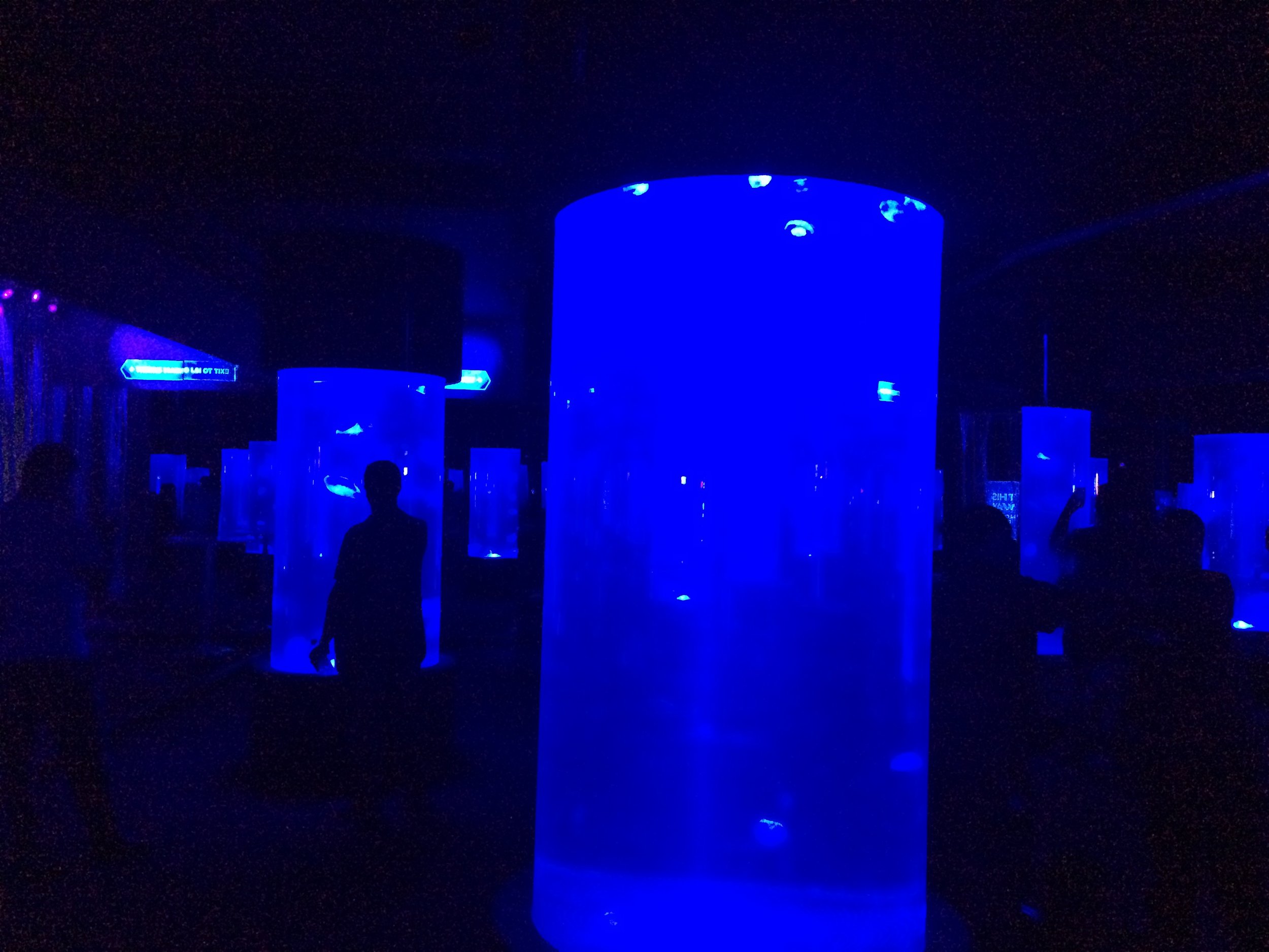 At the Cape Town Aquarium, pretty cool jellyfish room.