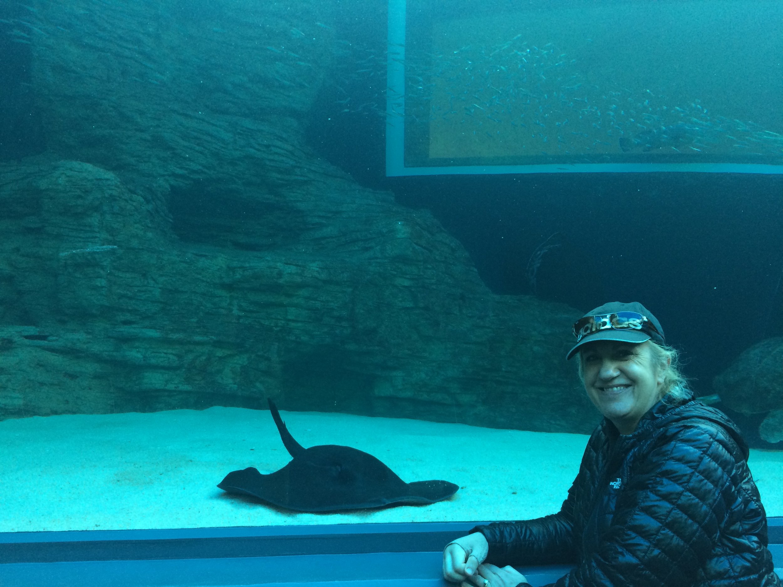Chilled out sting ray