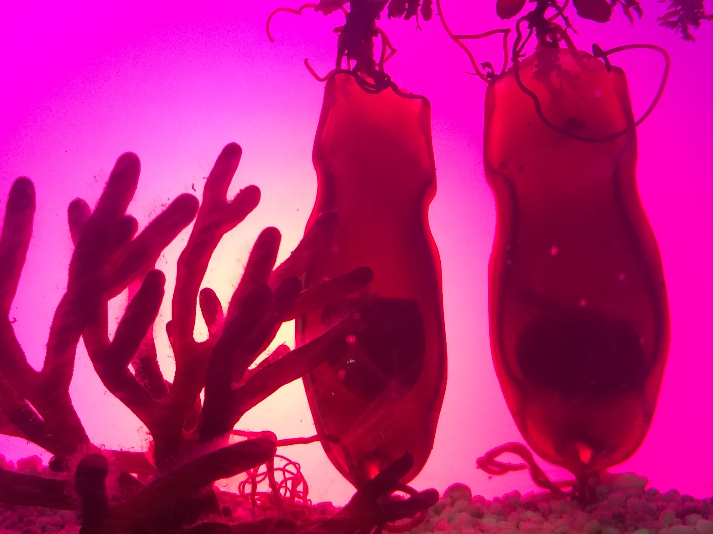 Shark eggs, with baby sharks wriggling around inside.