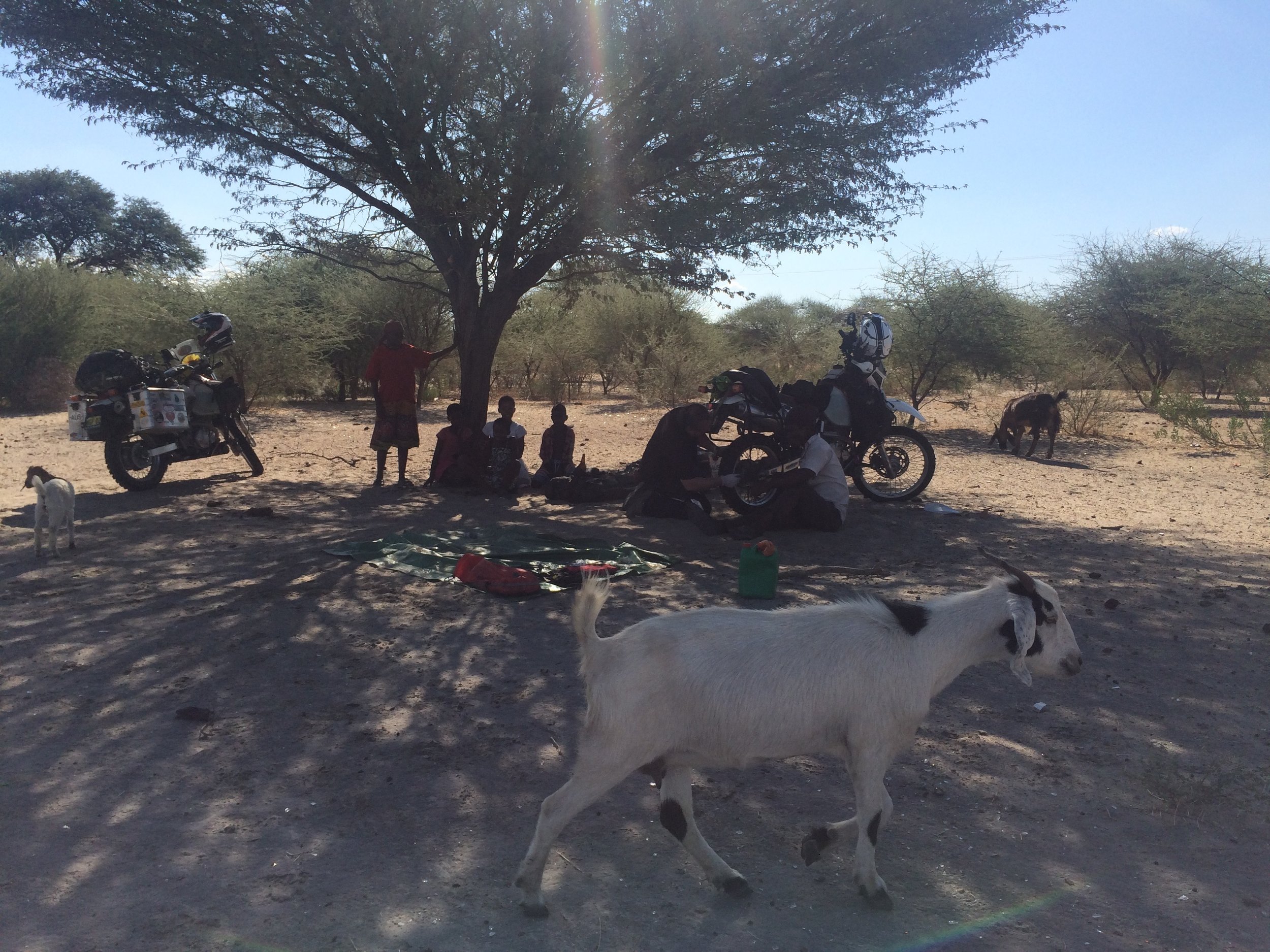 Some goats join the audience.