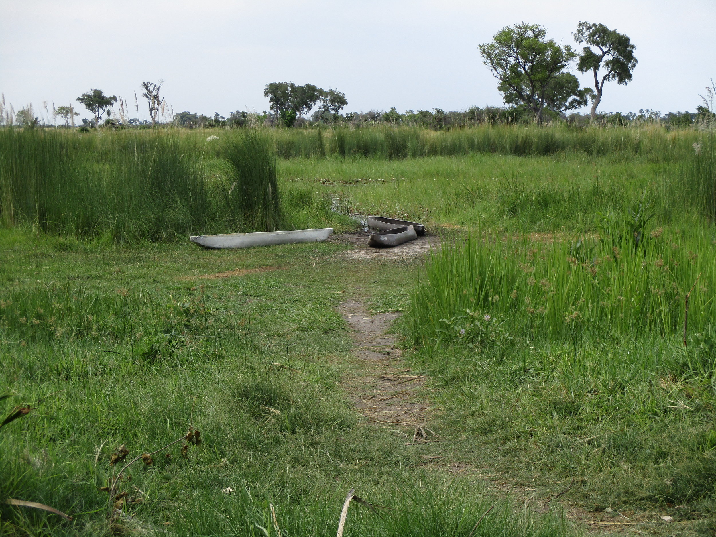 The mekoro parked at our camp 