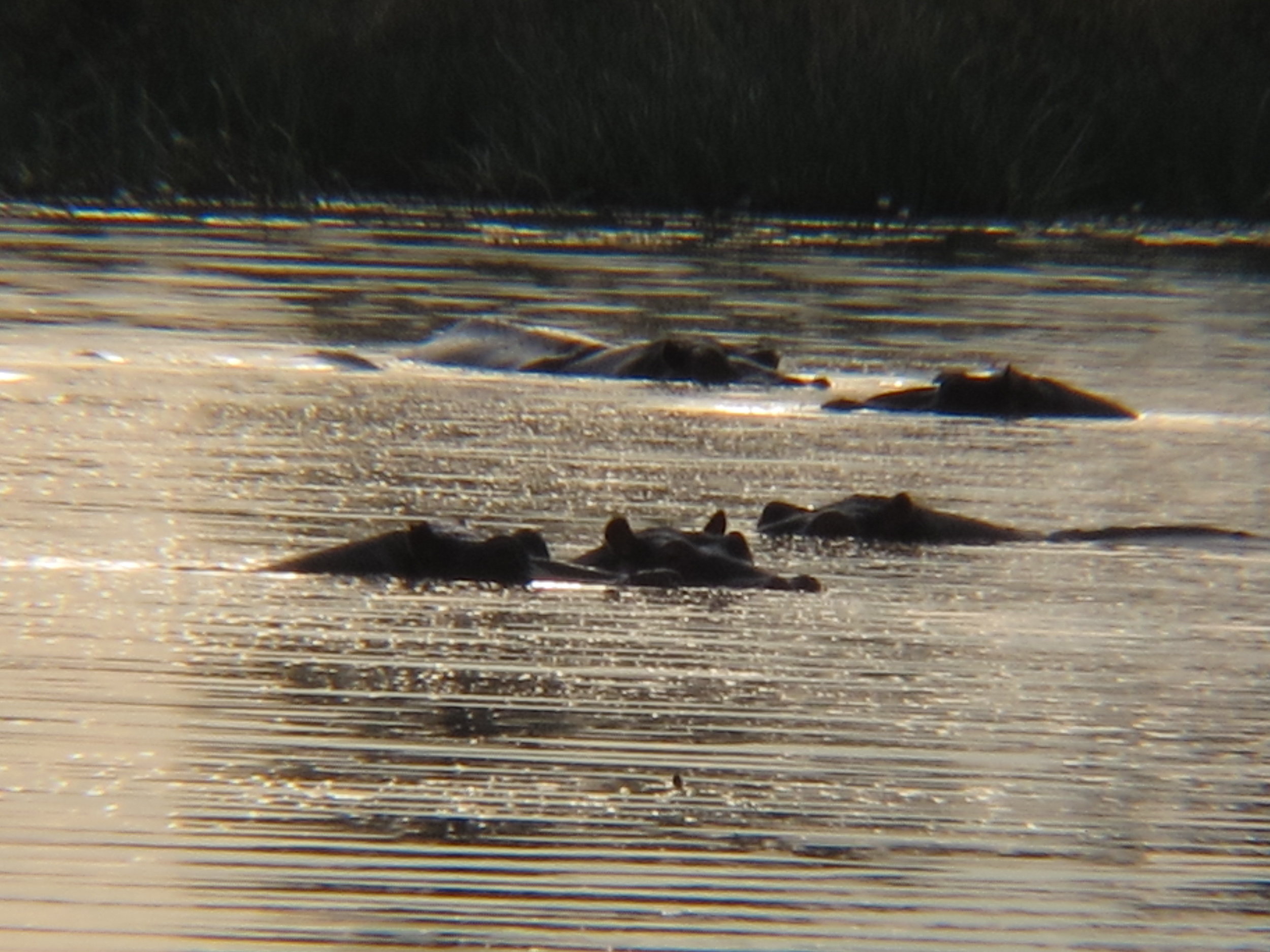Hippos waiting for the sun to go down