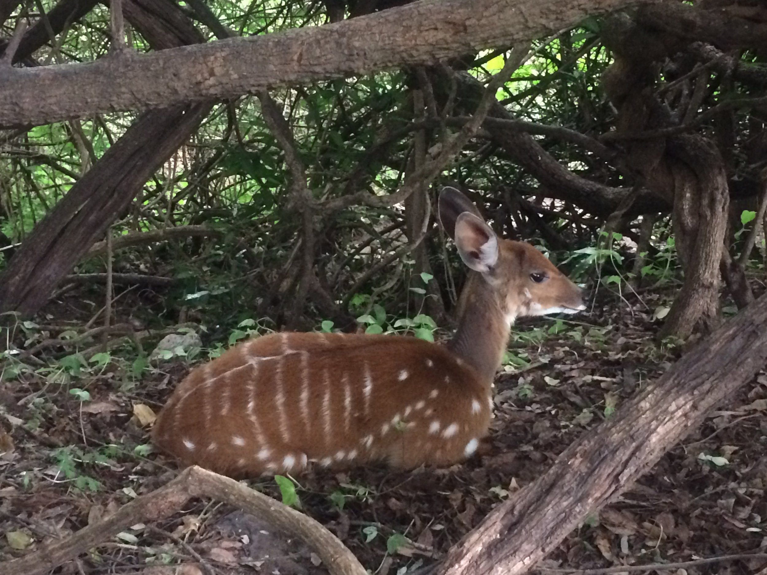 Buch Buck behind our tent.