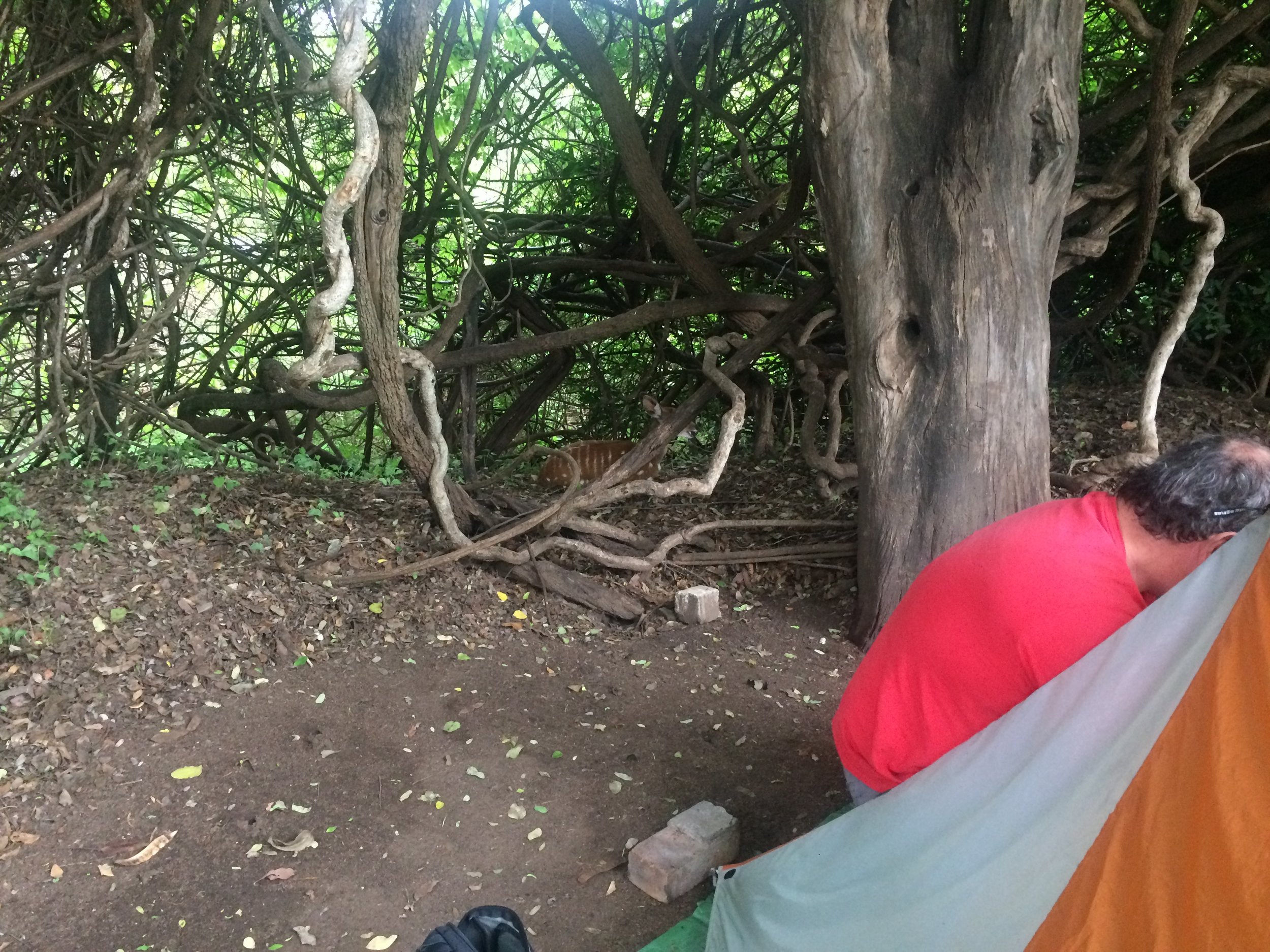 The bush buck just behind our tent