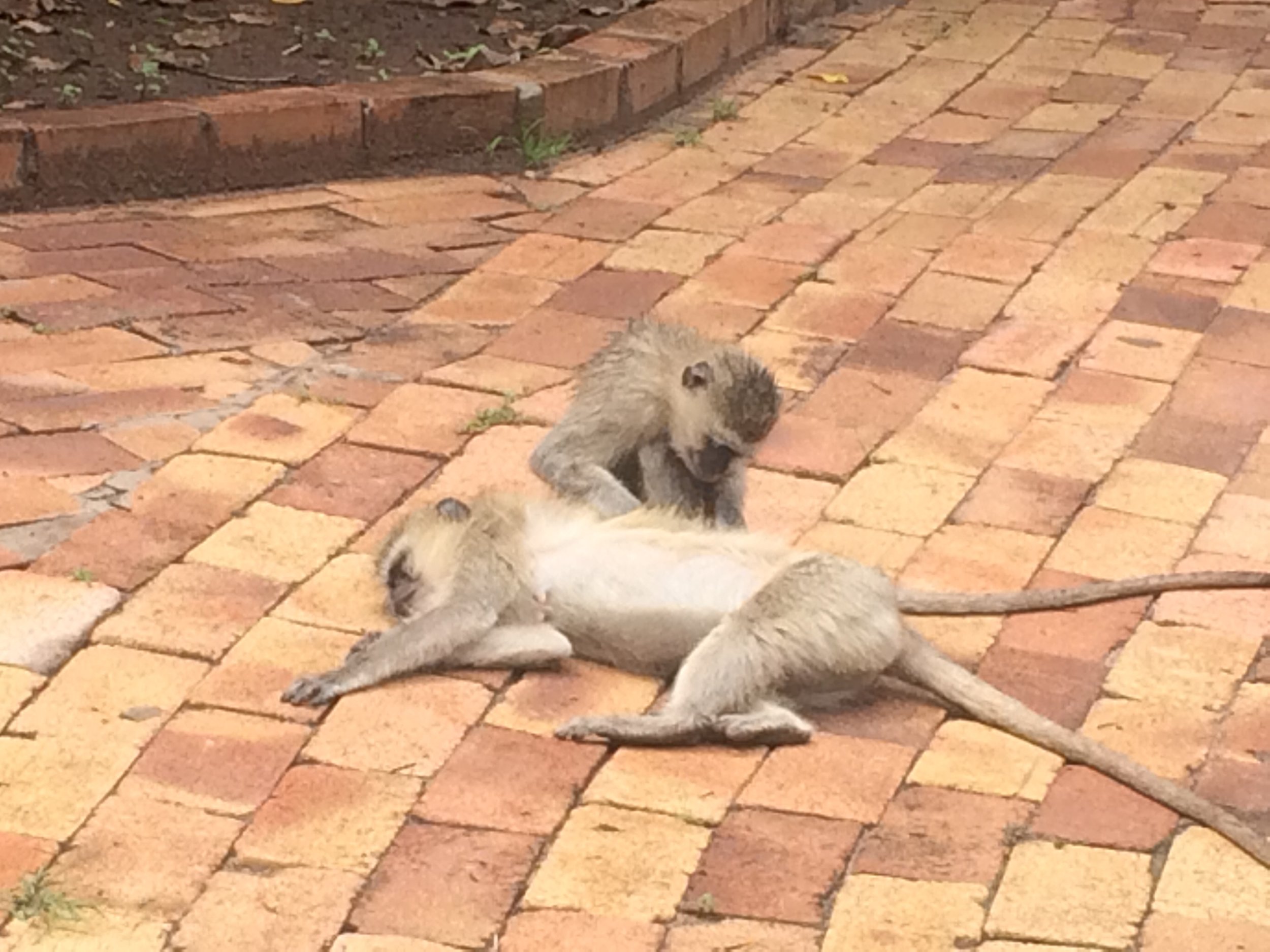 Monkeys just outside the toilet block at campsite