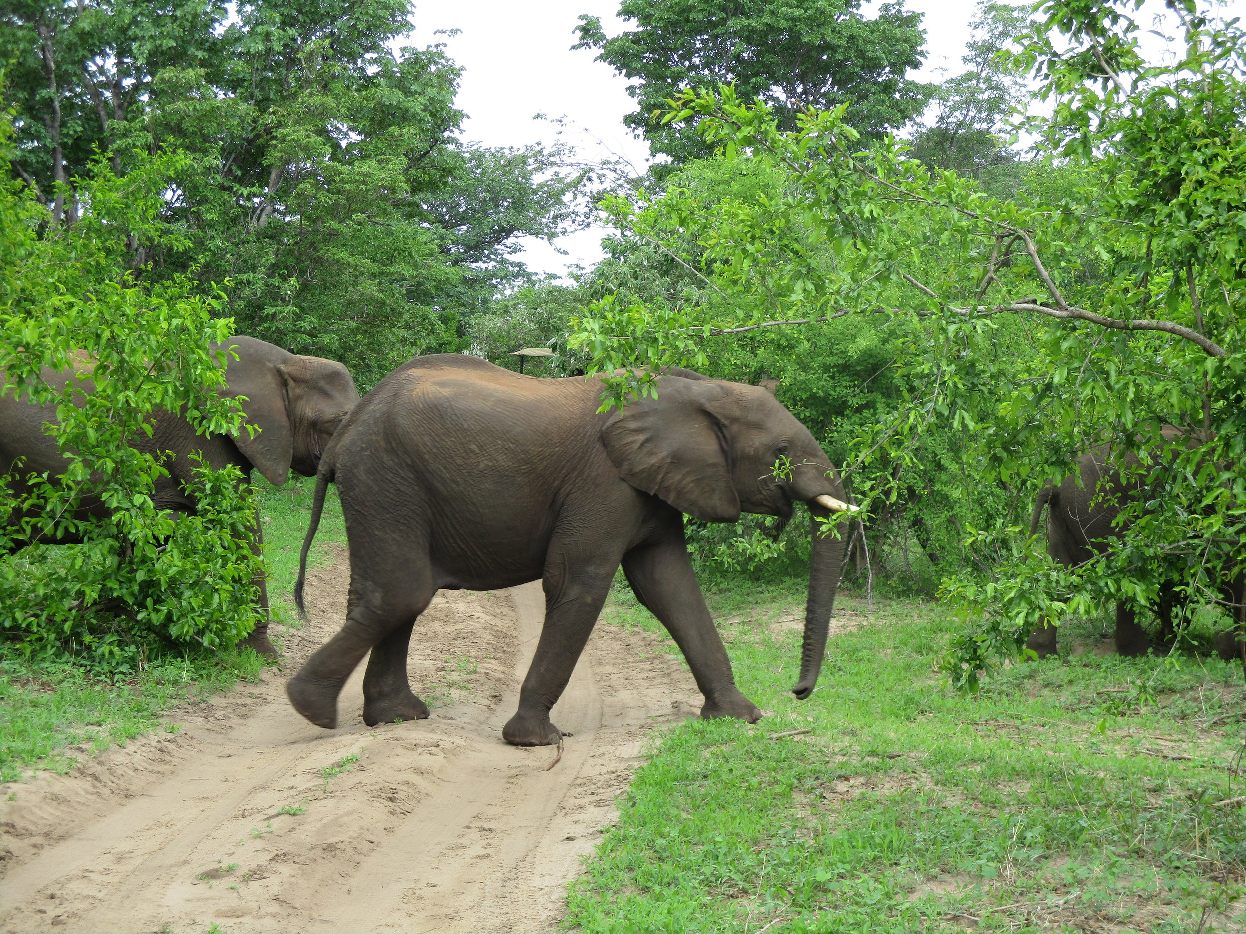 More elephants