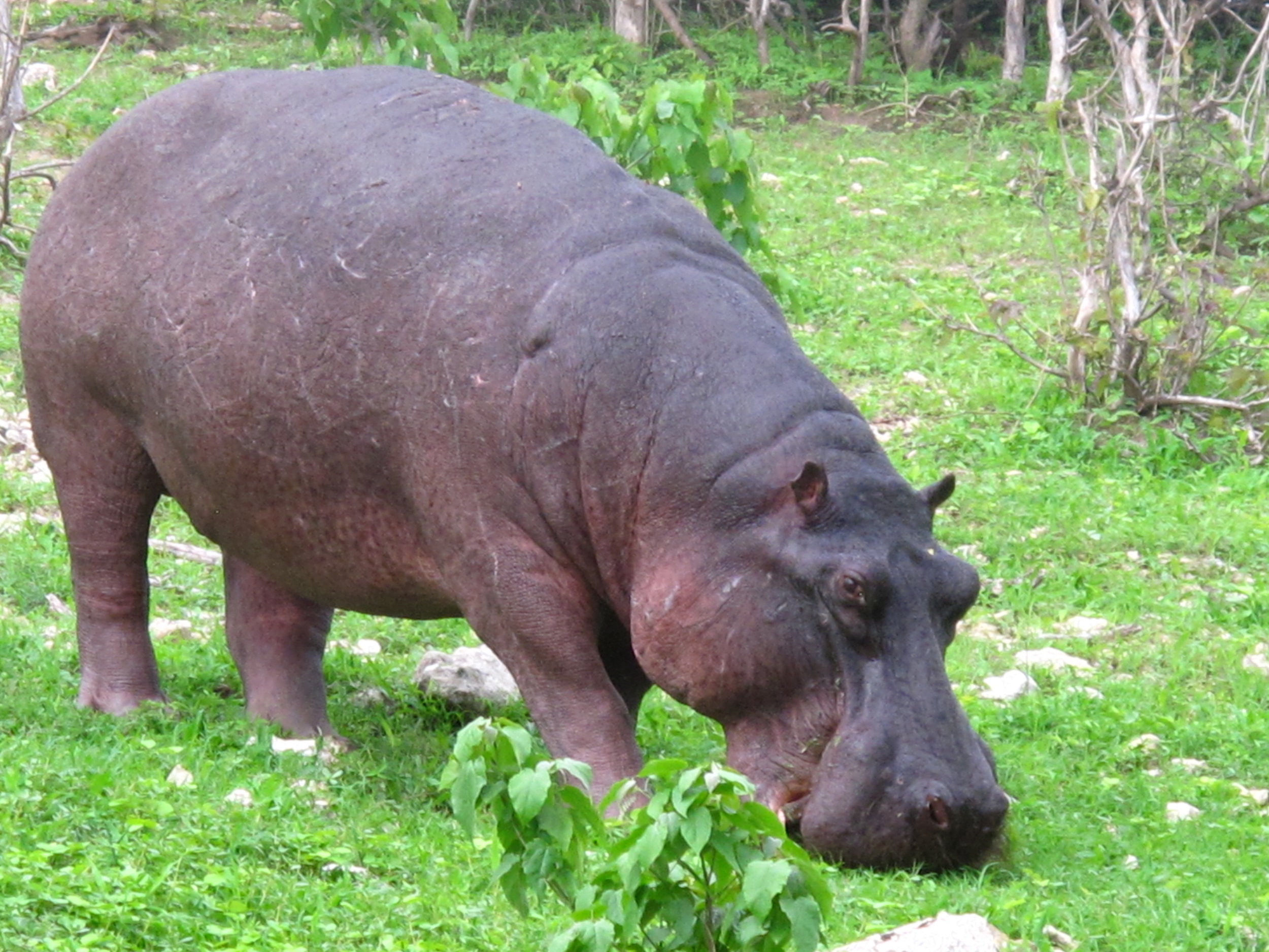 Getting close to a hippo.
