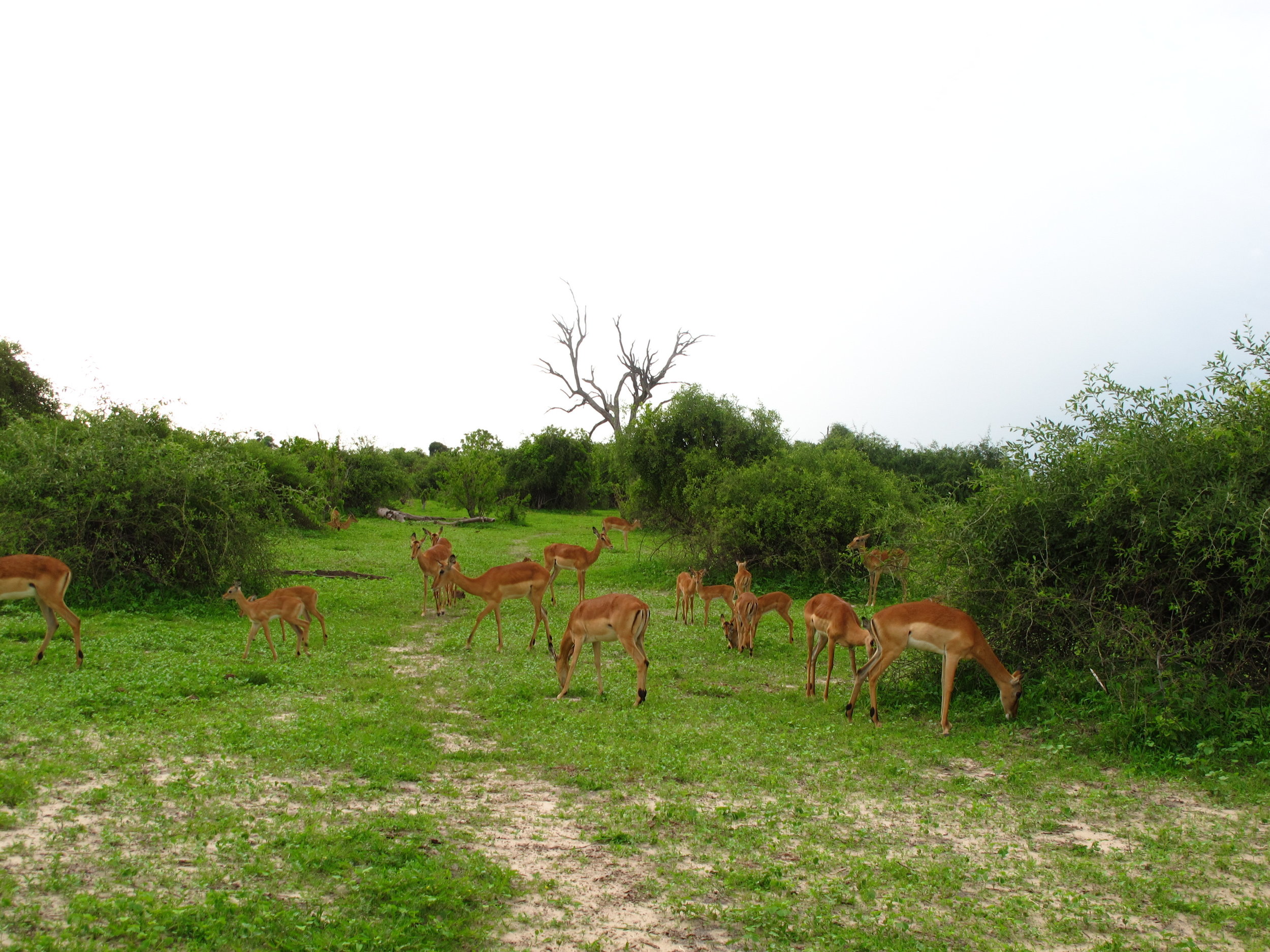 Impalas