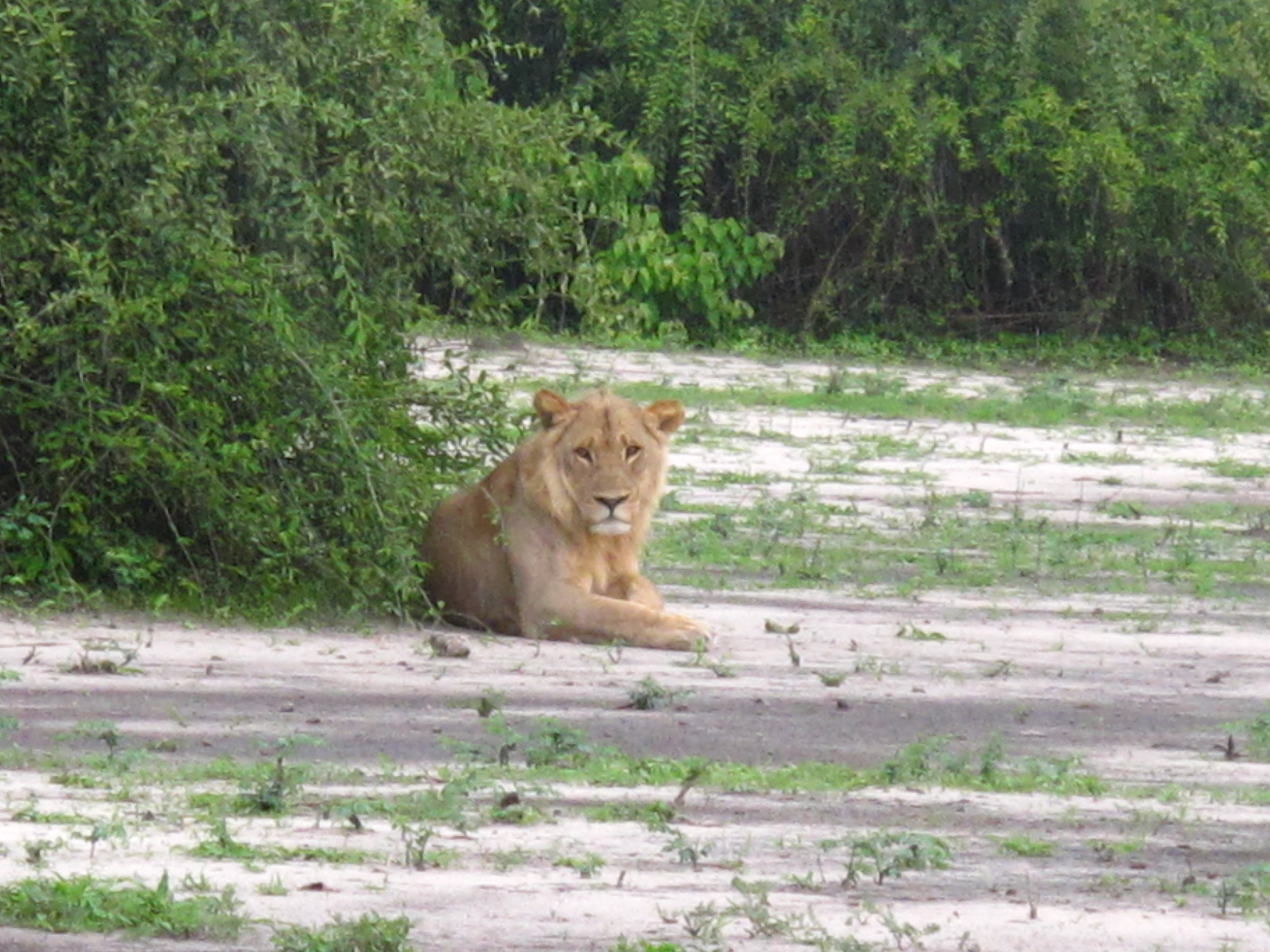 Our first lion.