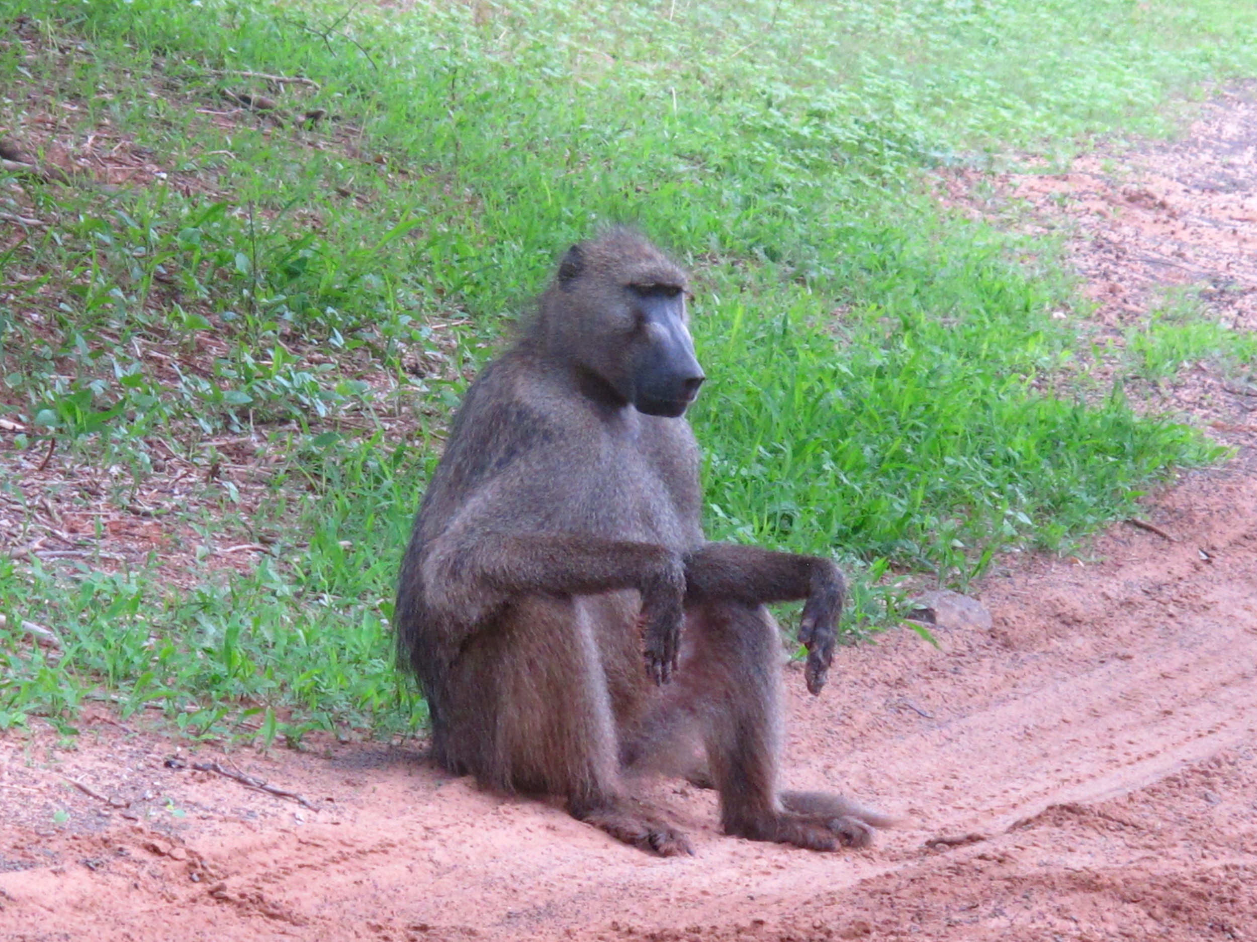 Baboon just chillin'.