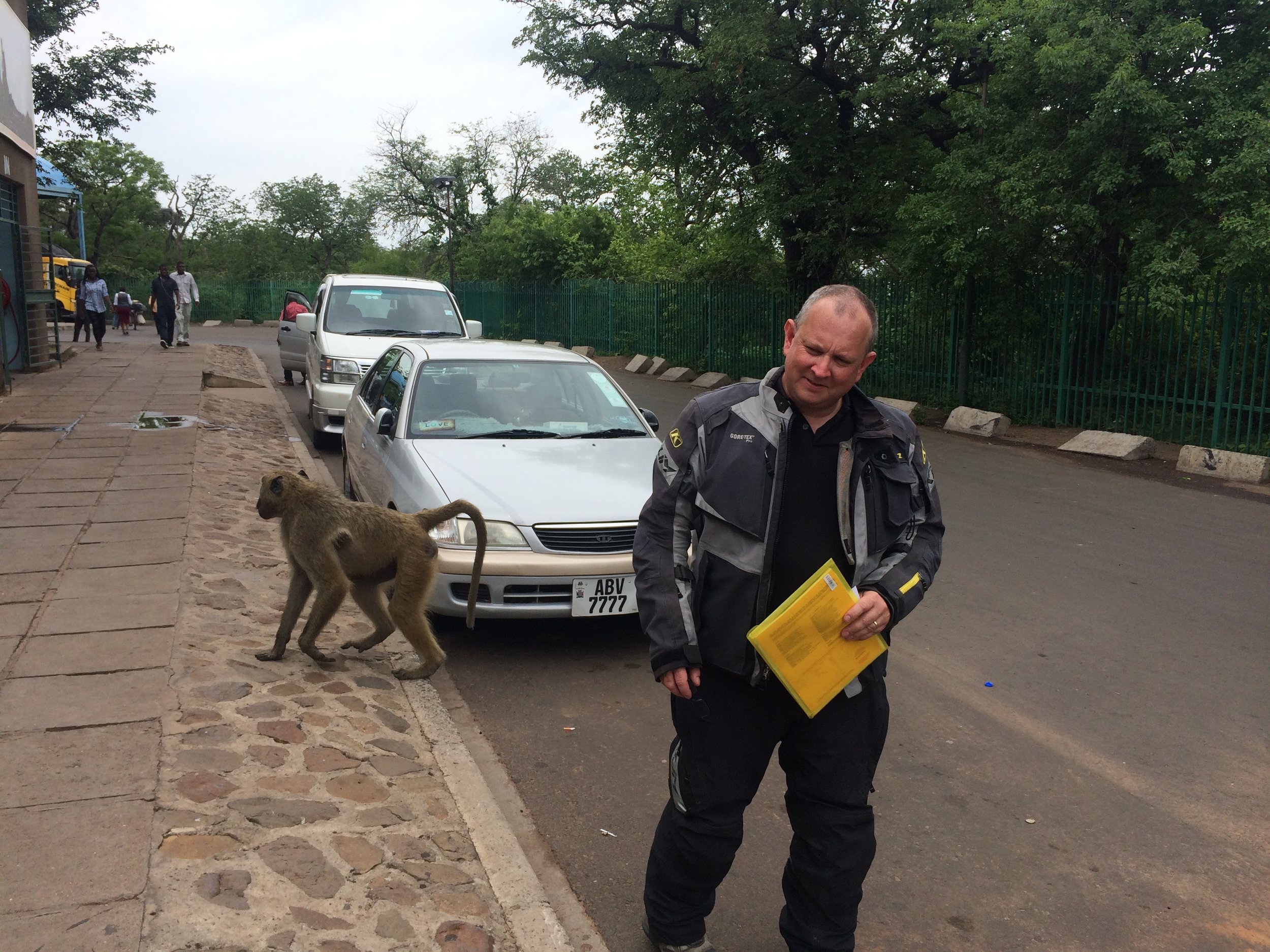 Baboons at the Zambian border post
