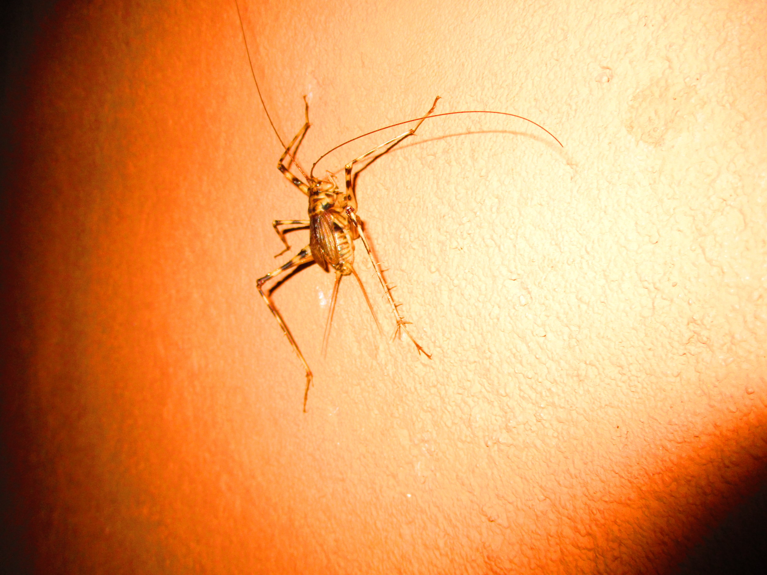 I don't know what the heck this was there were lots hanging on the wall after it rained.