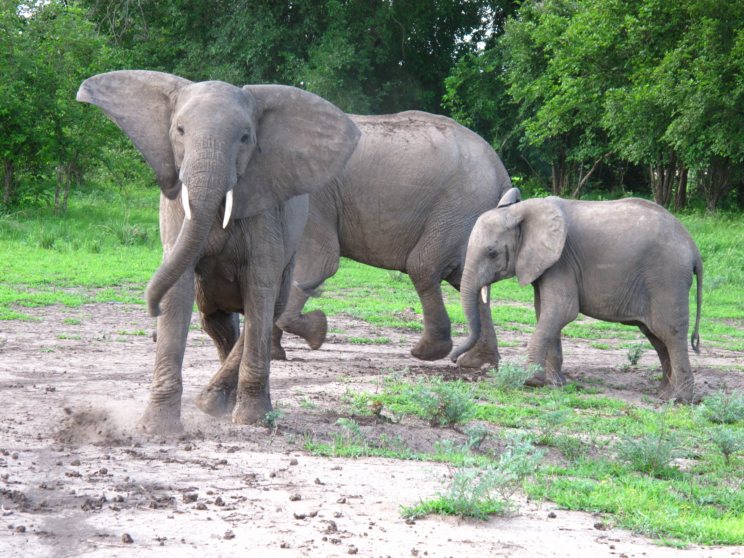 CHARGE! Unhappy Elephant.