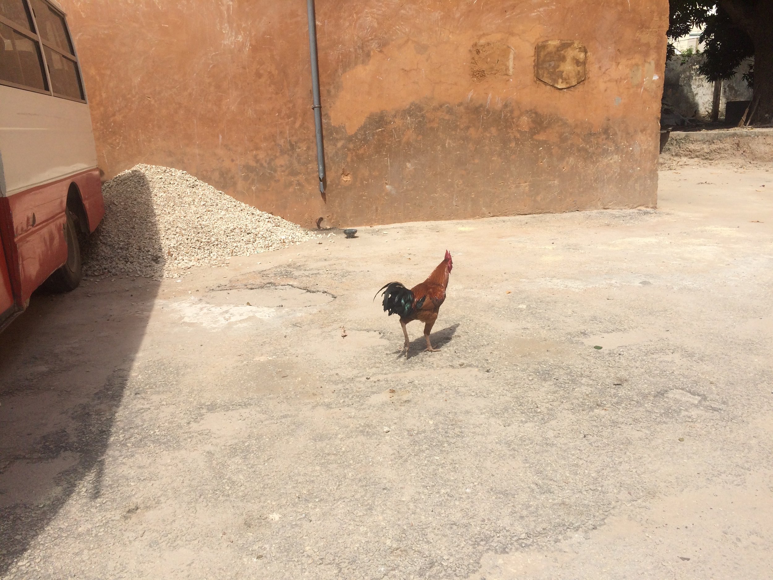 Poultry section