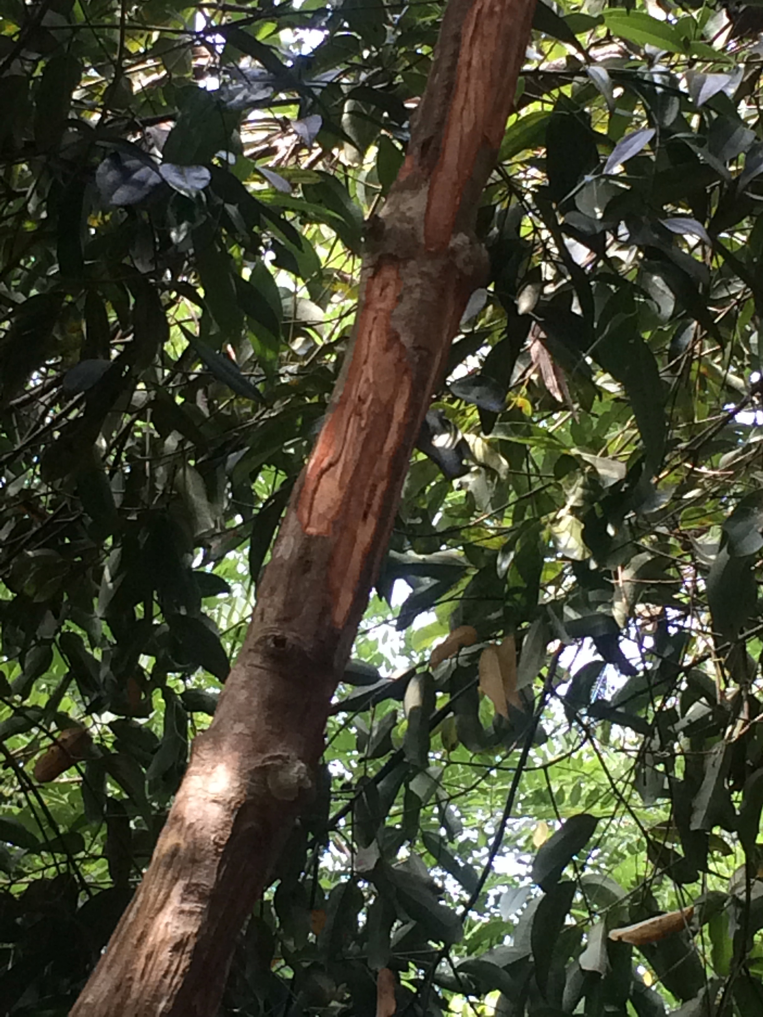 Cinnamon trees...see where the bark is stripped