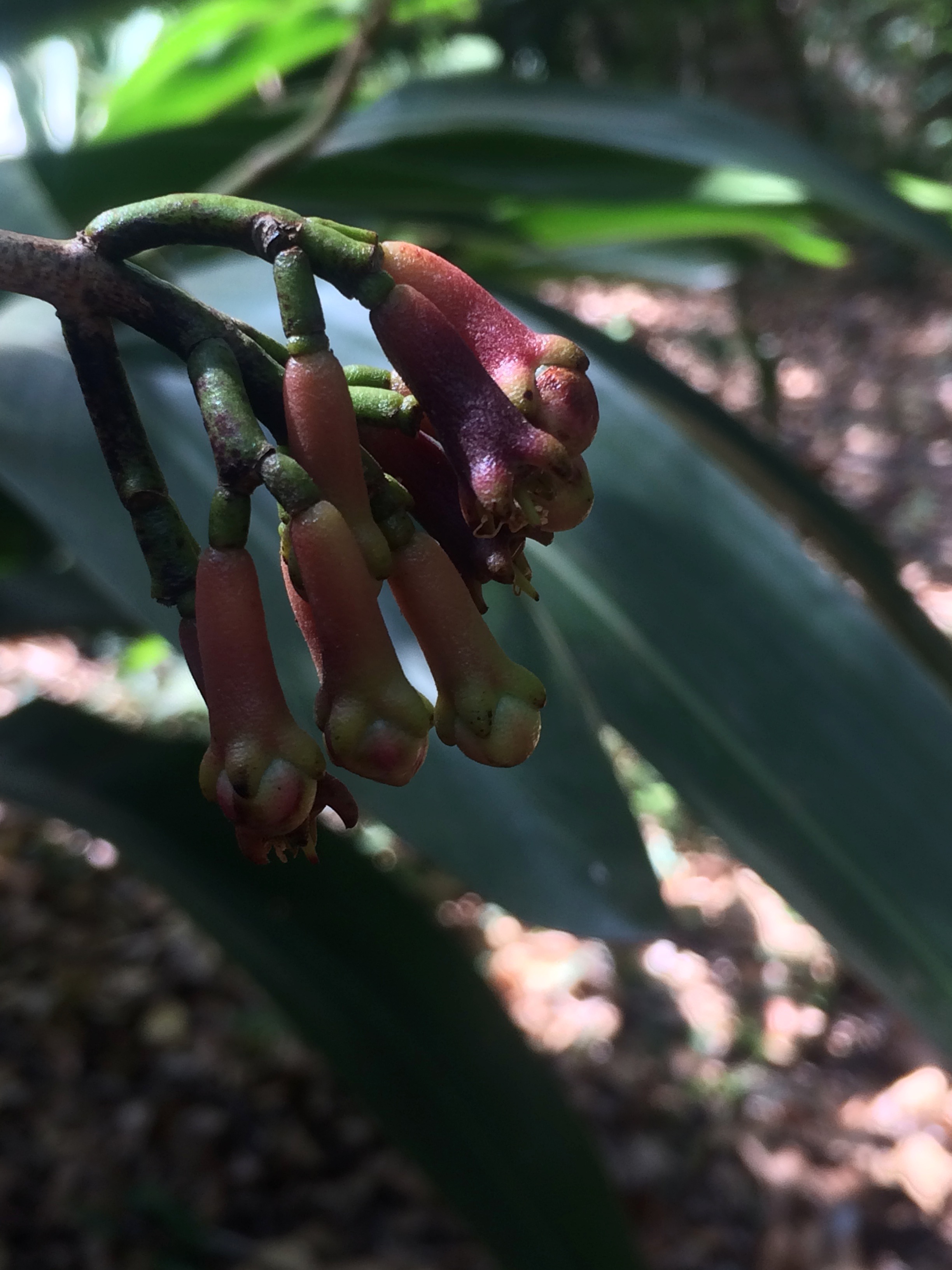 Cloves