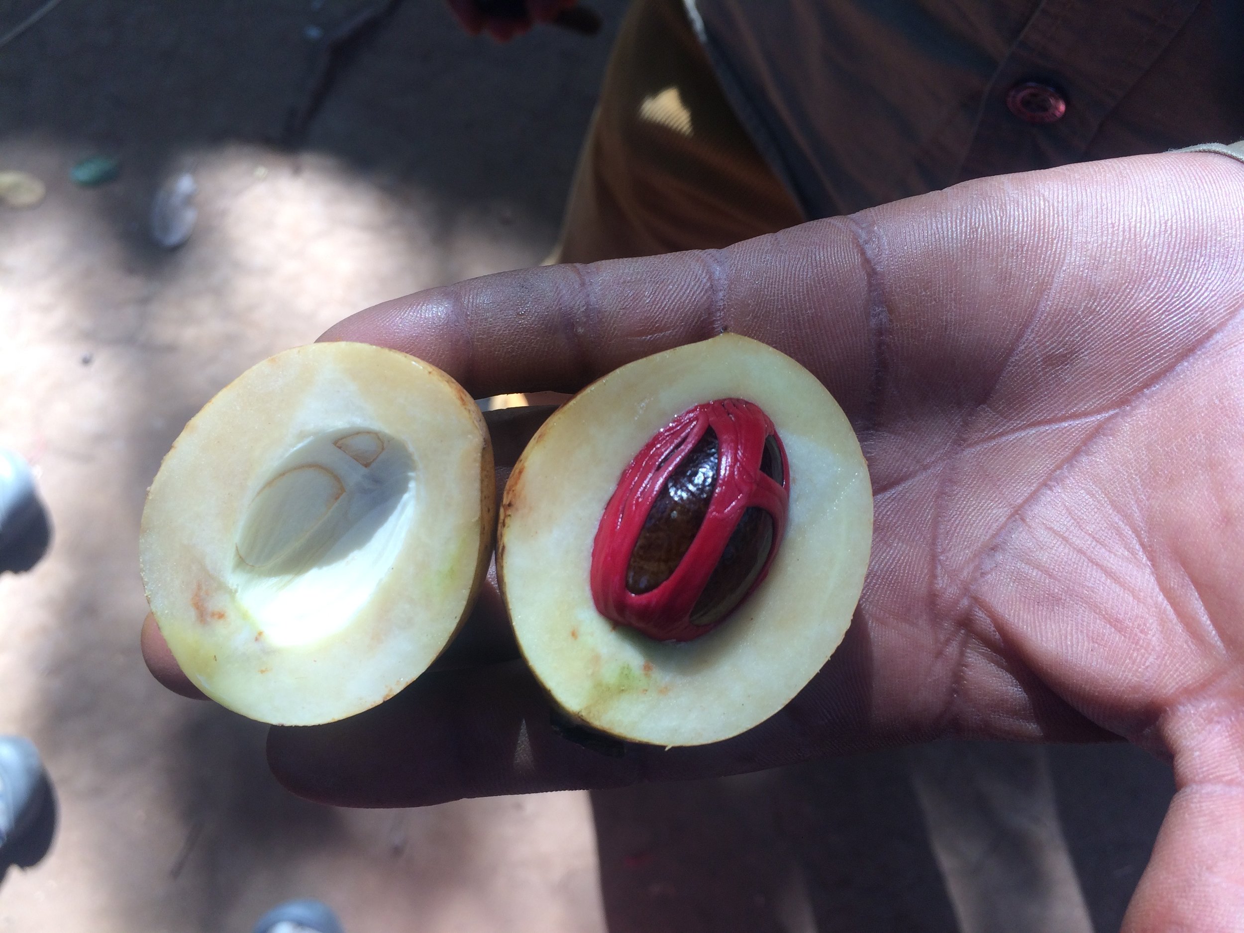 Nutmeg