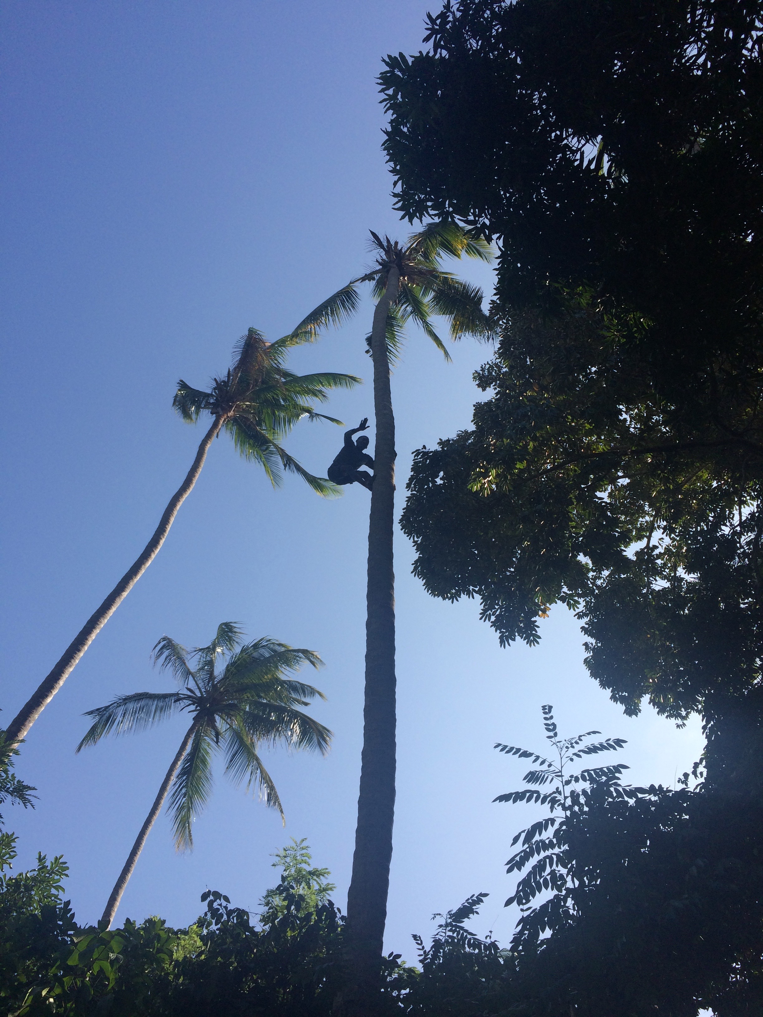 A farm worker fetches us a couple of coconuts
