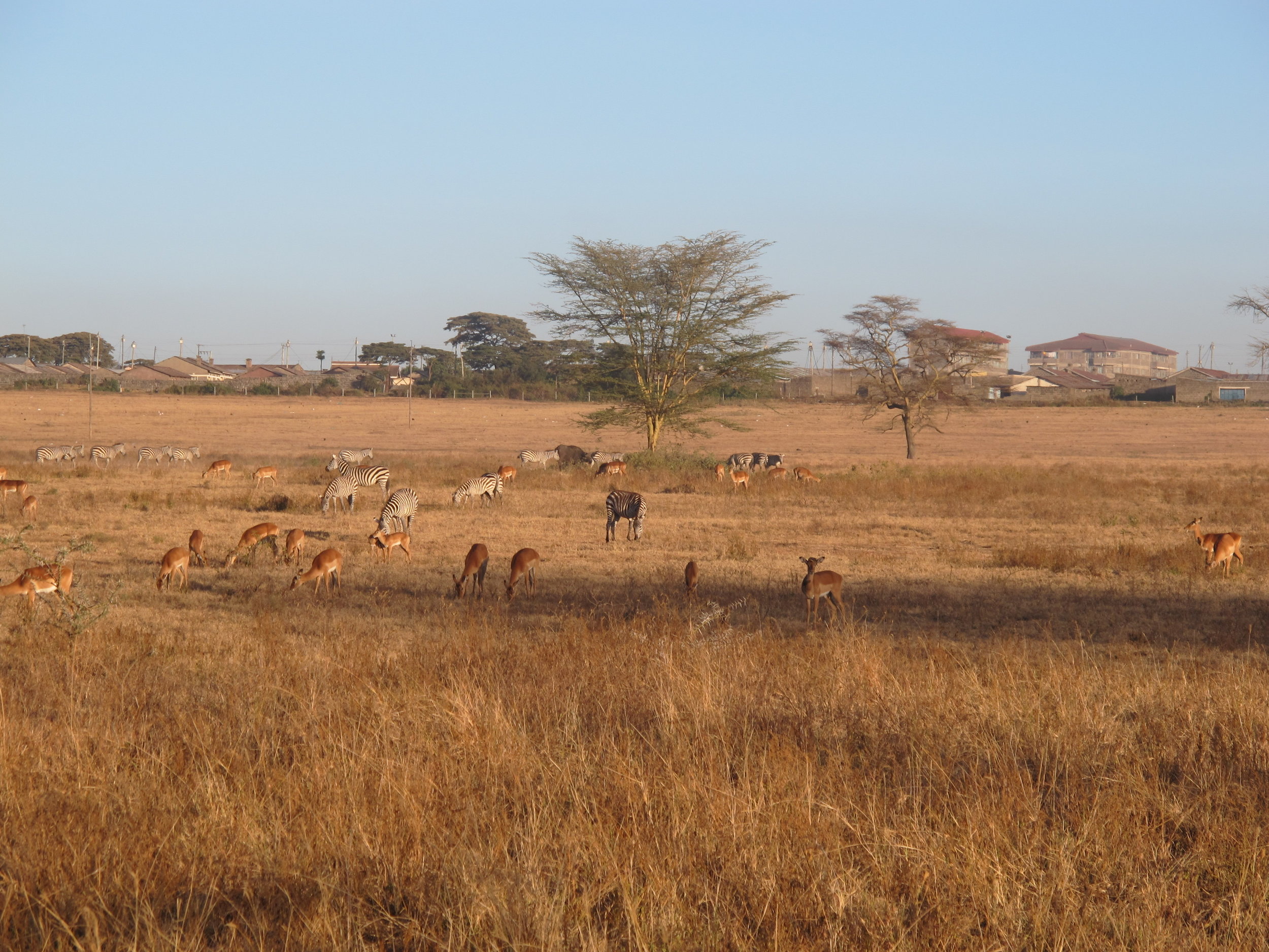 Zebra and Antelope
