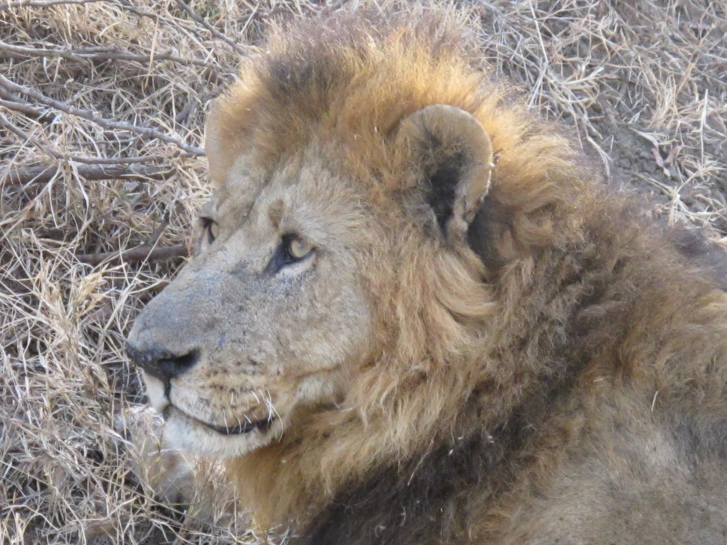 Male Lion