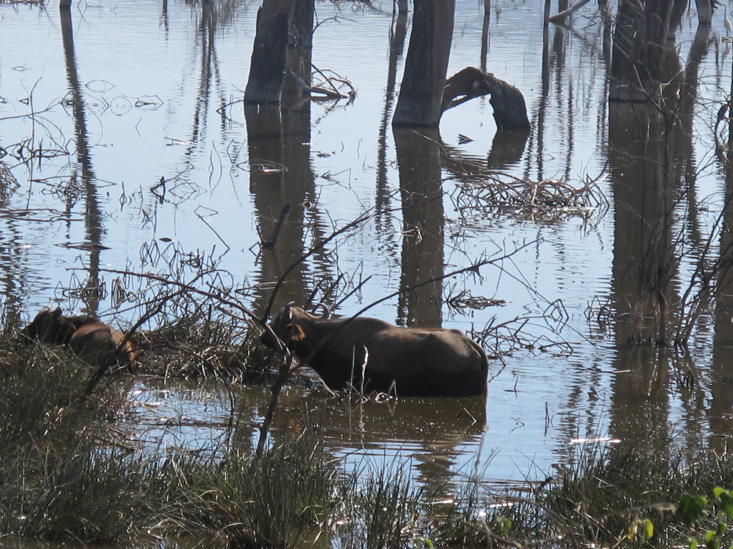 Water Buffalo
