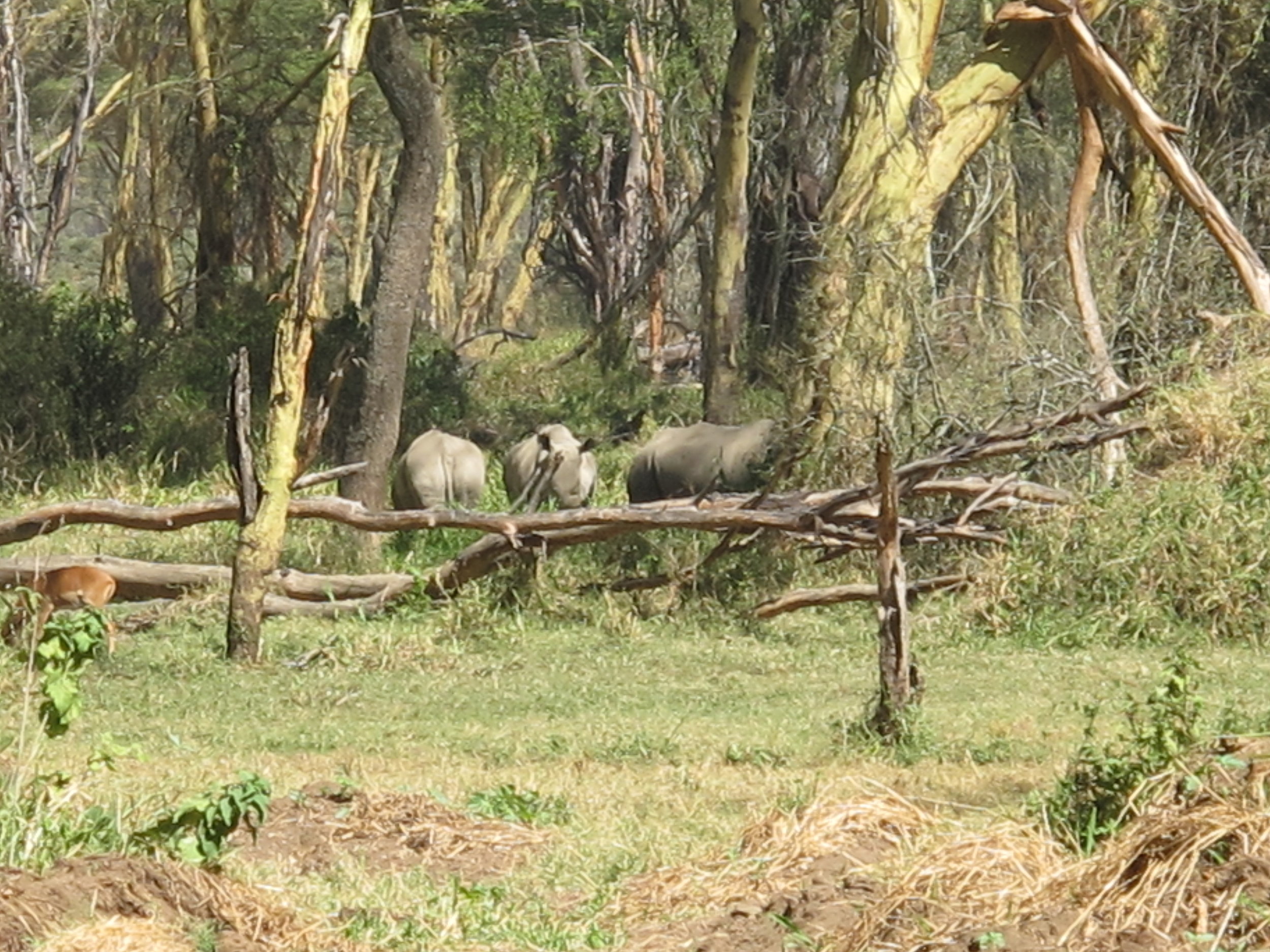 Rhino....tick