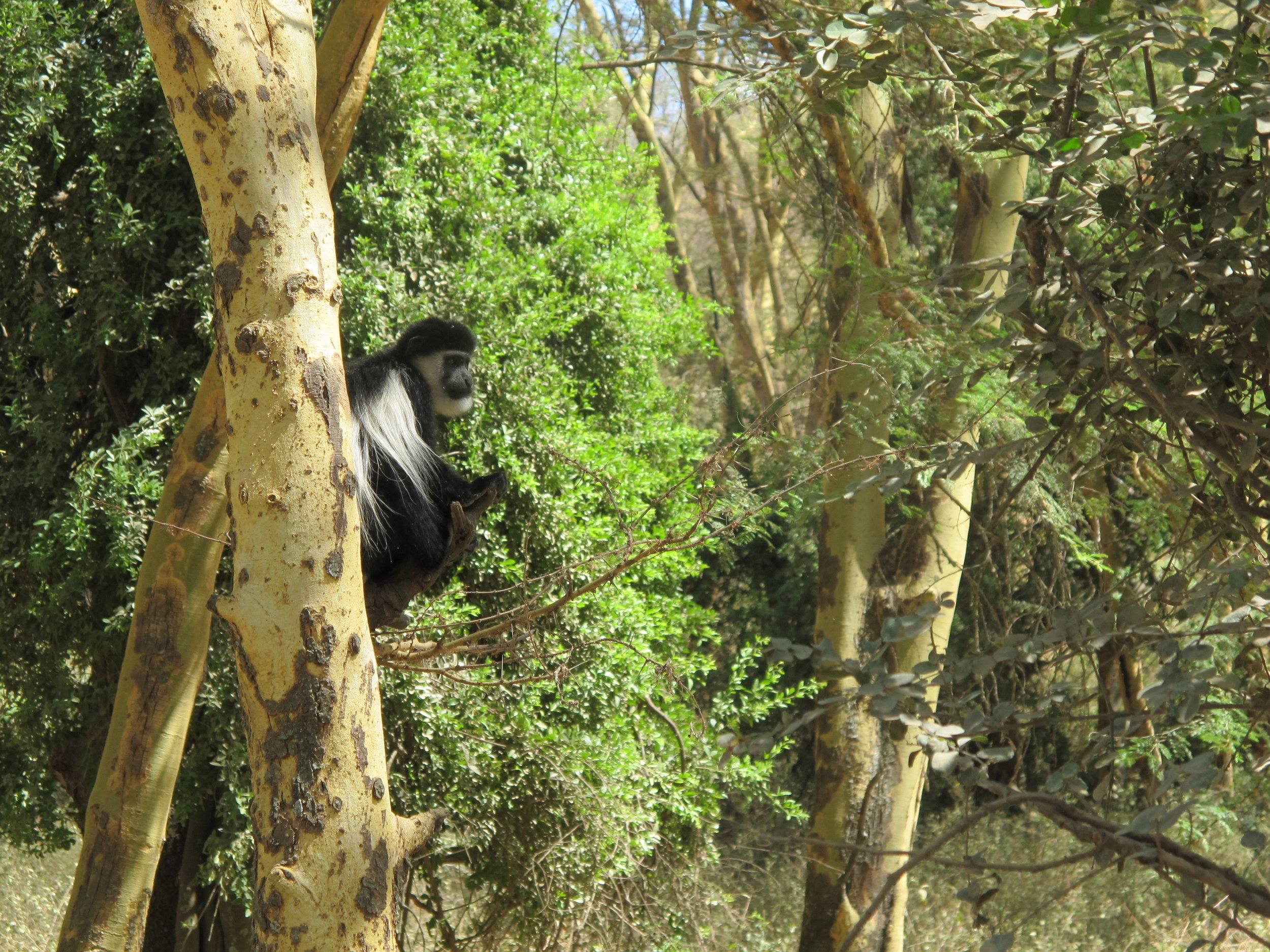 Columbus monkey
