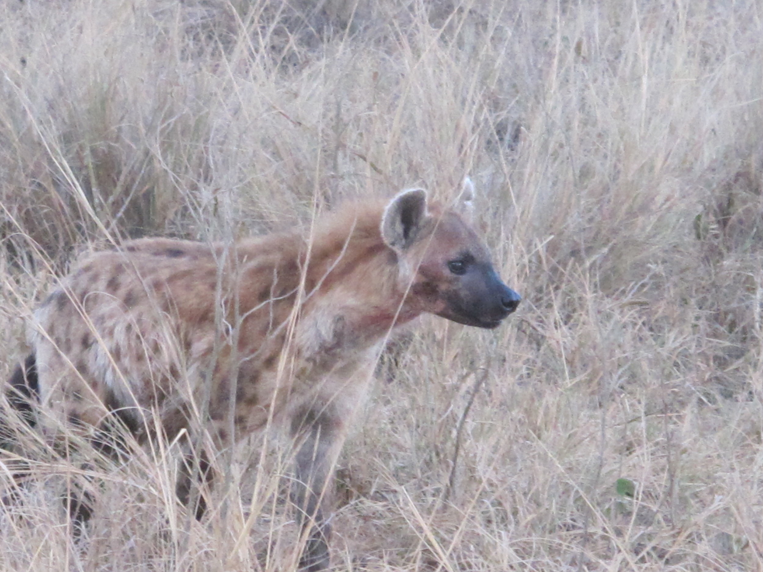 Hyena....ha ha ha ha ha ha ha