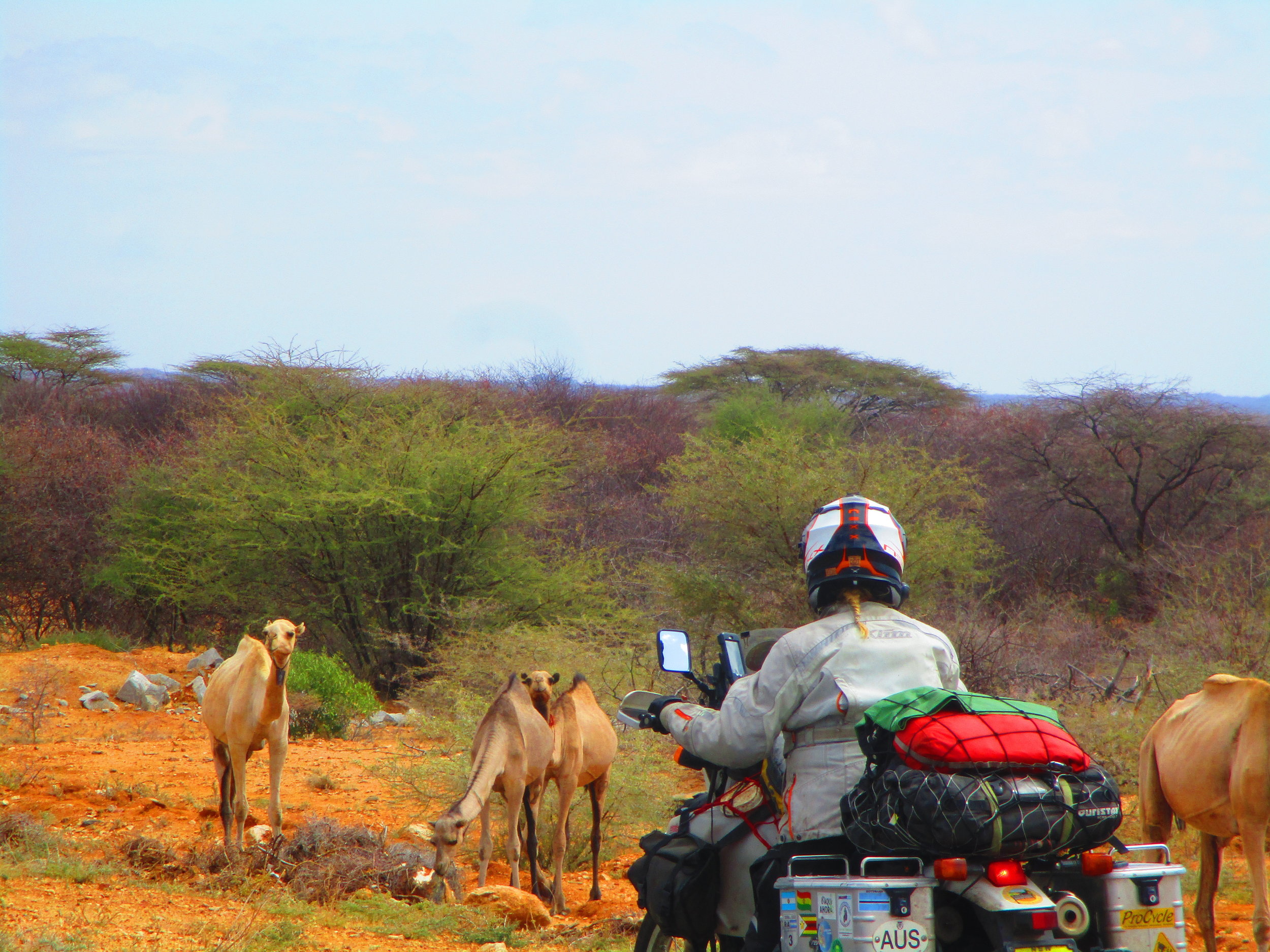 Camels