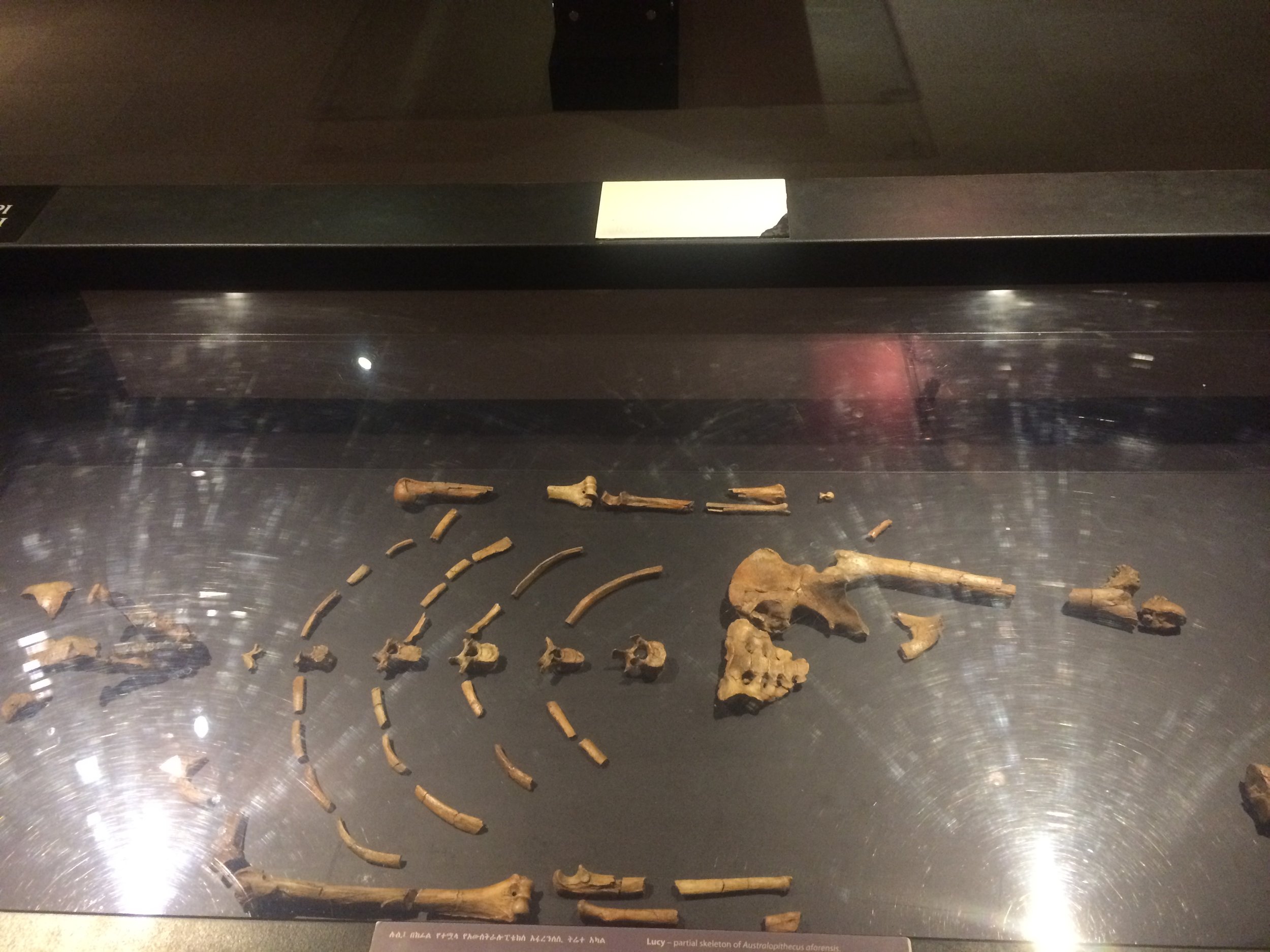 Lucy's bones.