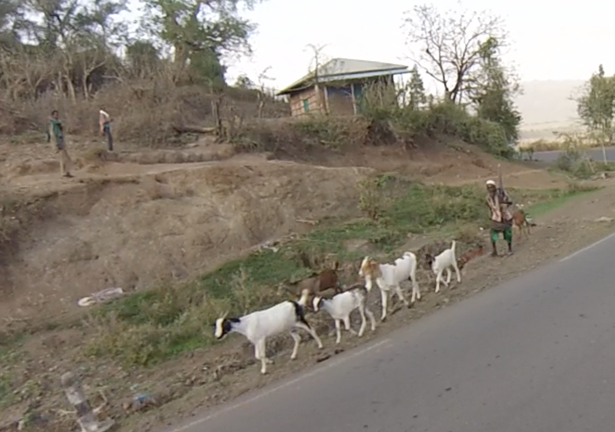 Goats and their herder