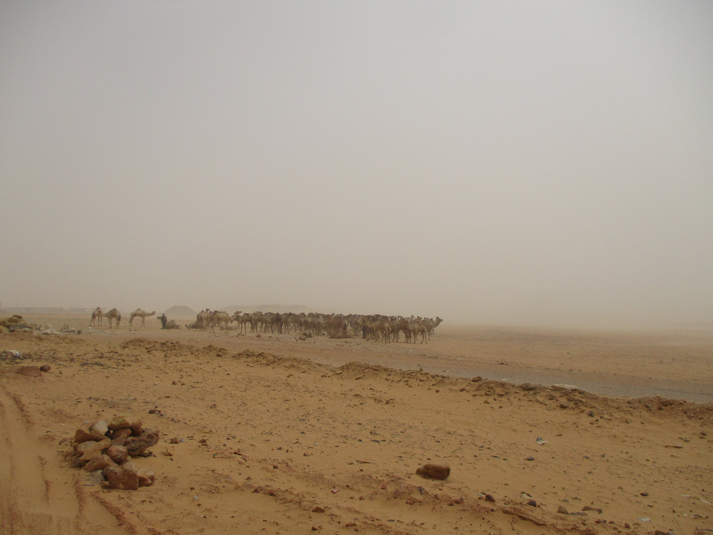 A herd of camels in the sand storm.
