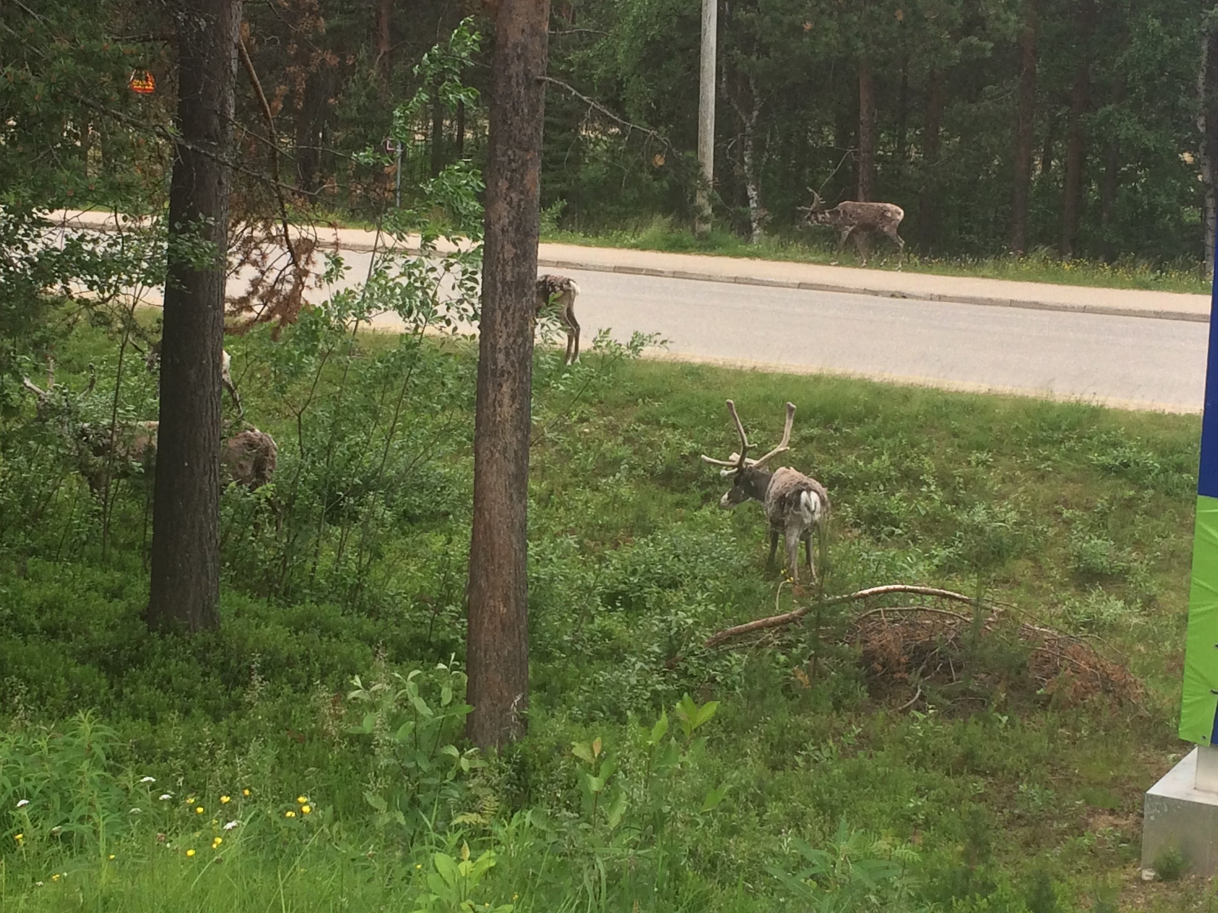 Reindeer