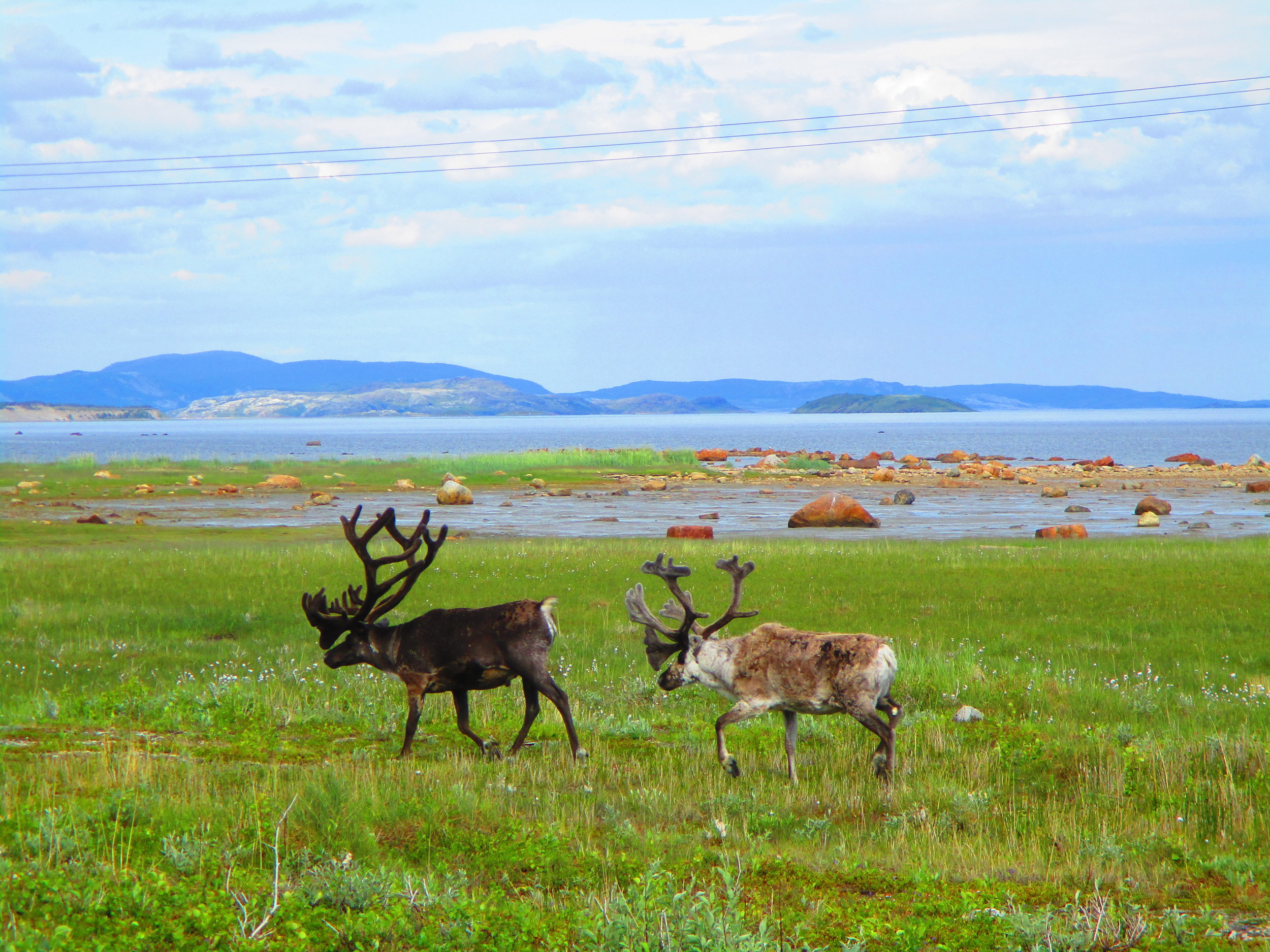 These are special reindeers - they're Santa's - taking a holiday before the Christmas season.