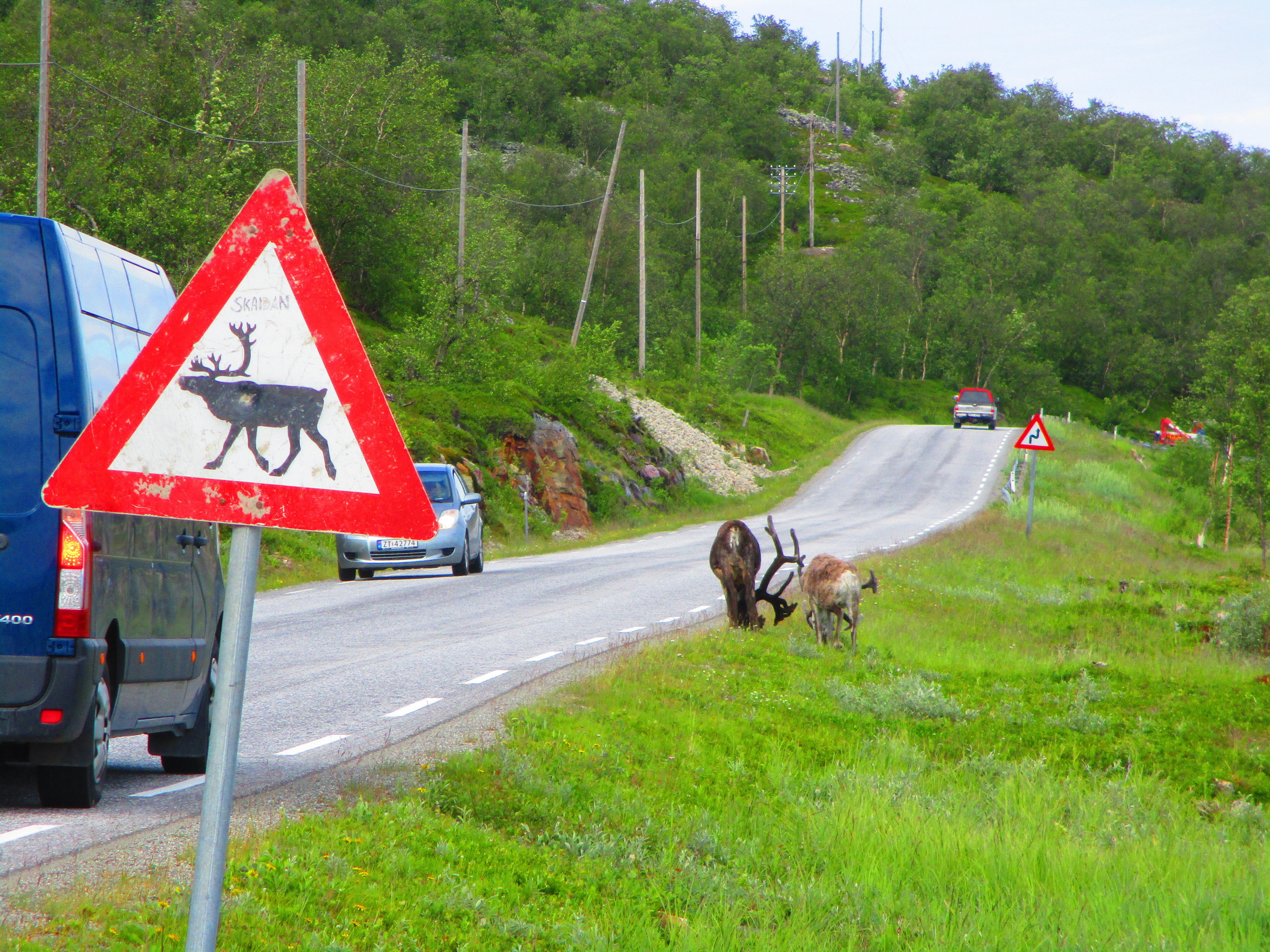 Yes, in deed, there are reindeers.
