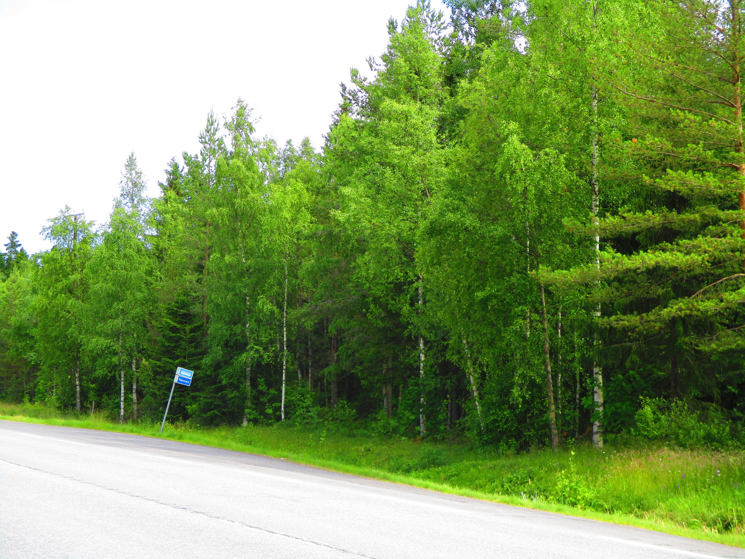 Trees, trees, trees . . . Finland