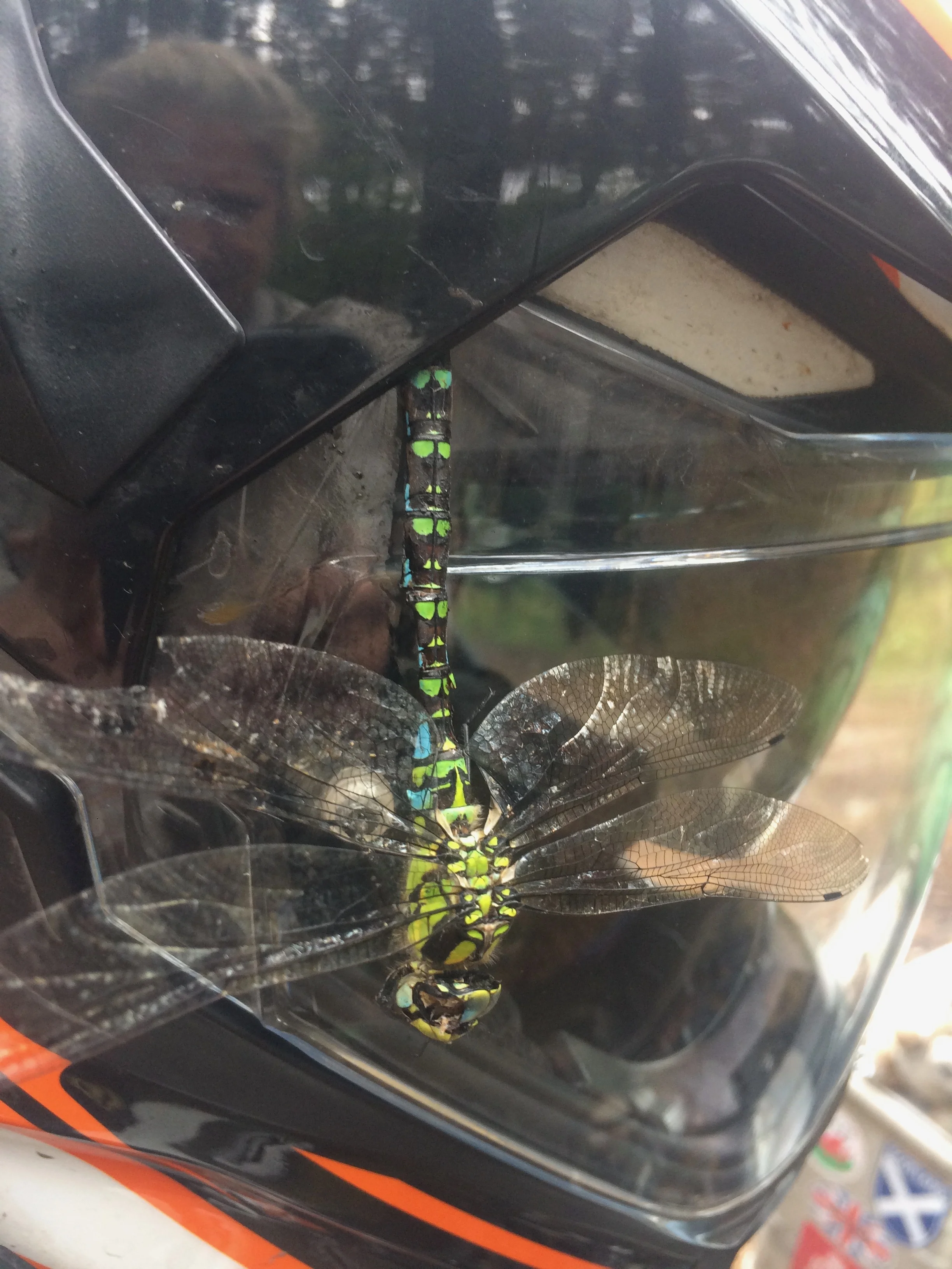 Full face helmets pay off - imagine meeting this fellow at 100kph