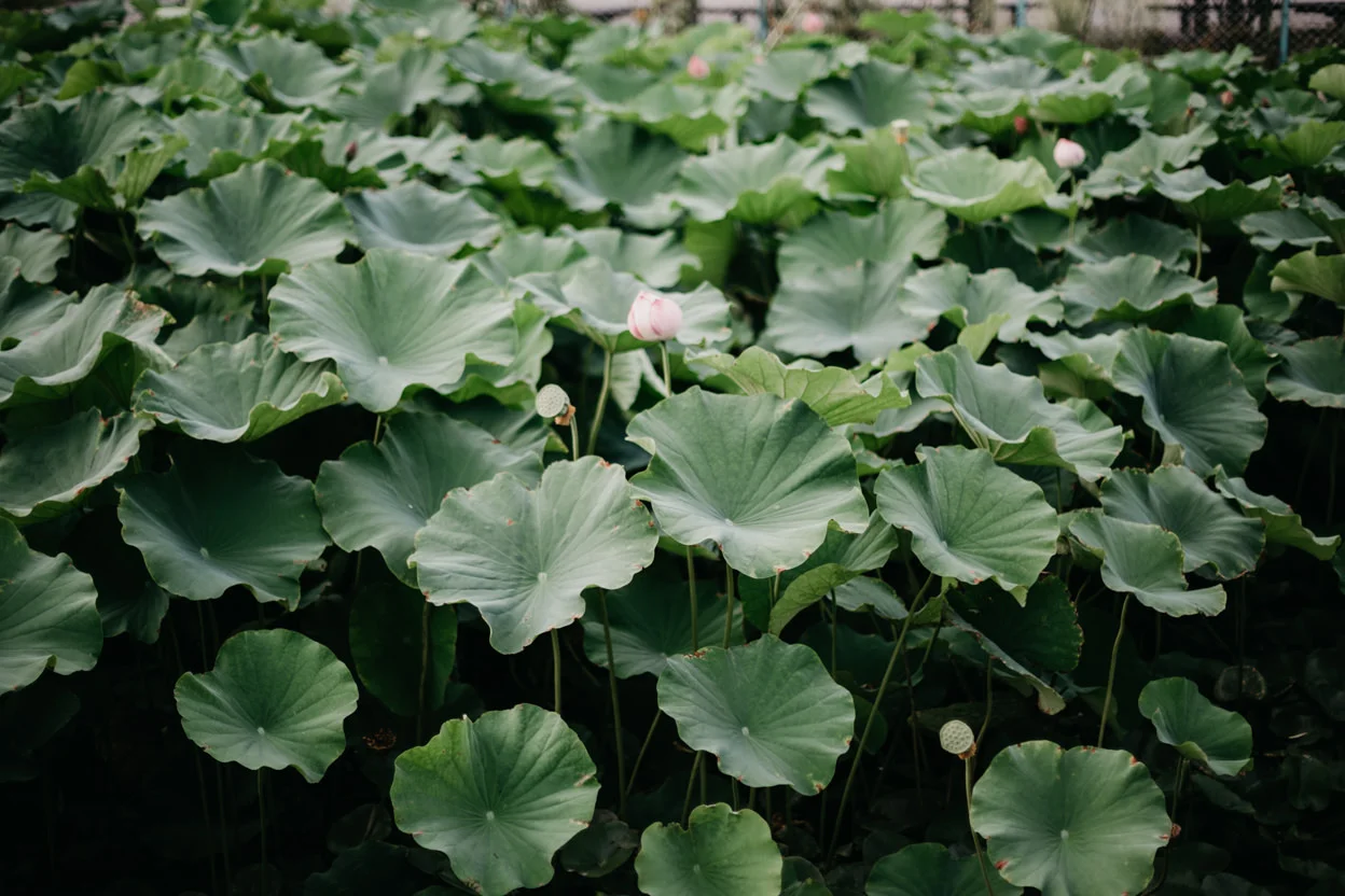 Japan_086.jpg